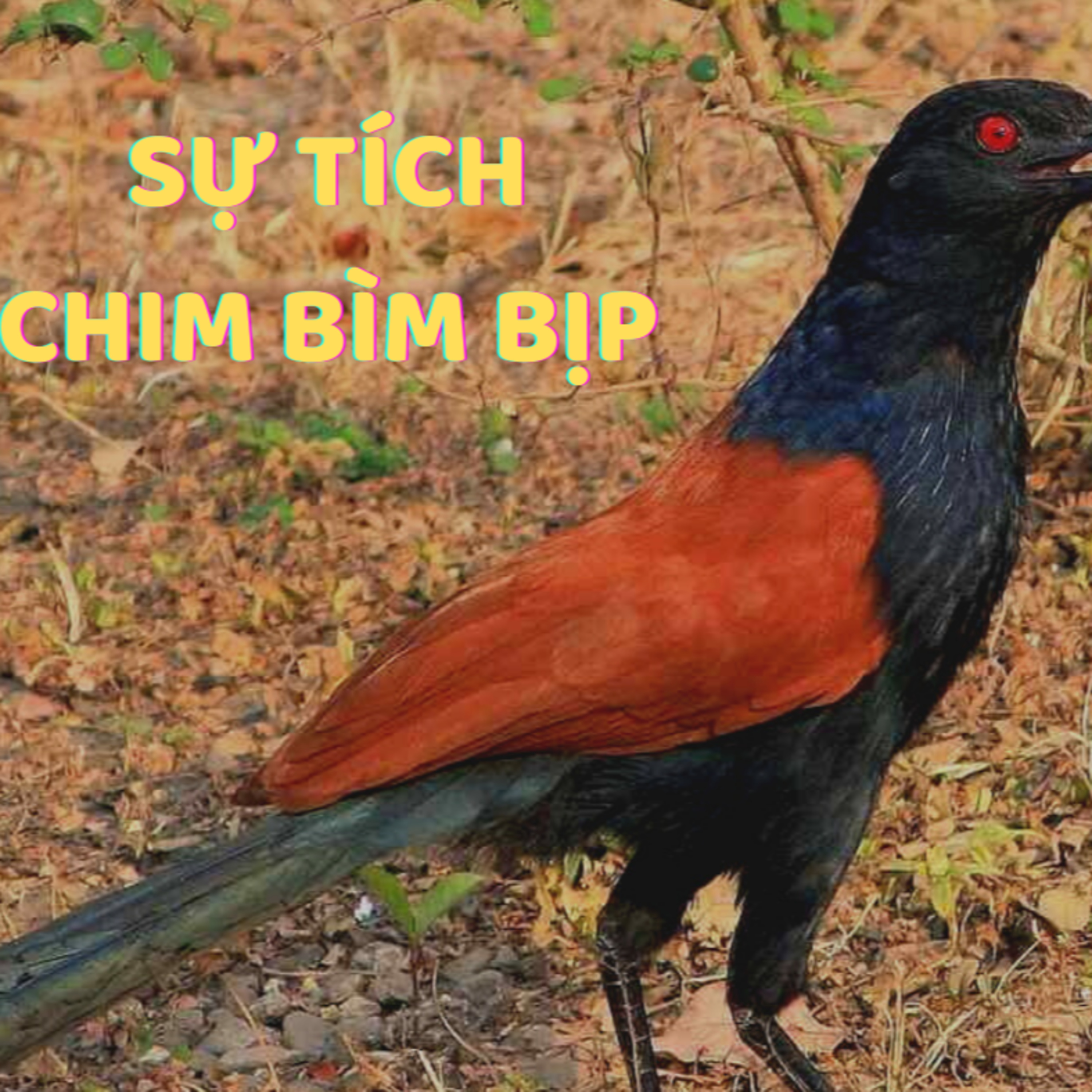 SỰ TÍCH CON CHIM BÌM BỊP - CỔ TÍCH DÂN TỘC CHÀM episode artwork