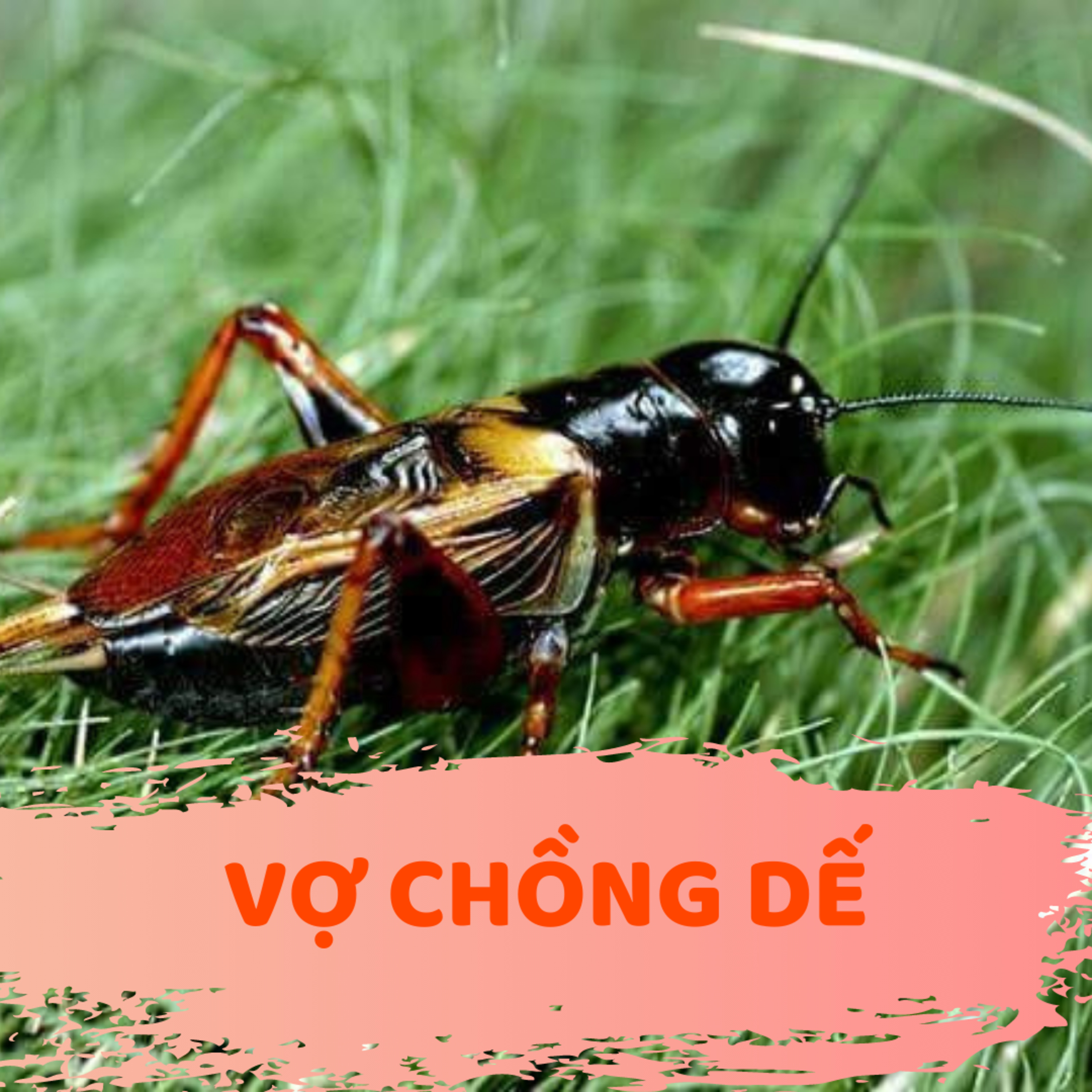 CHÀNG DẾ - CỔ TÍCH DÂN TỘC MƯỜNG-ĐỌC TRUYỆN BÉ NGHE