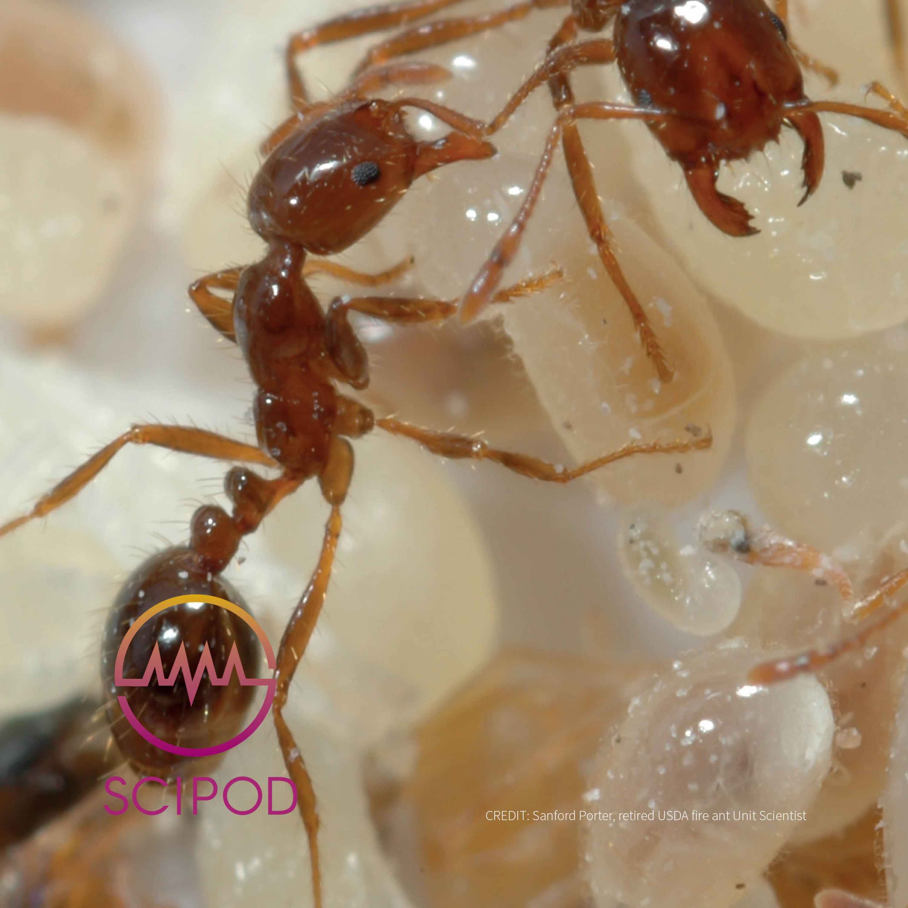 SciPod