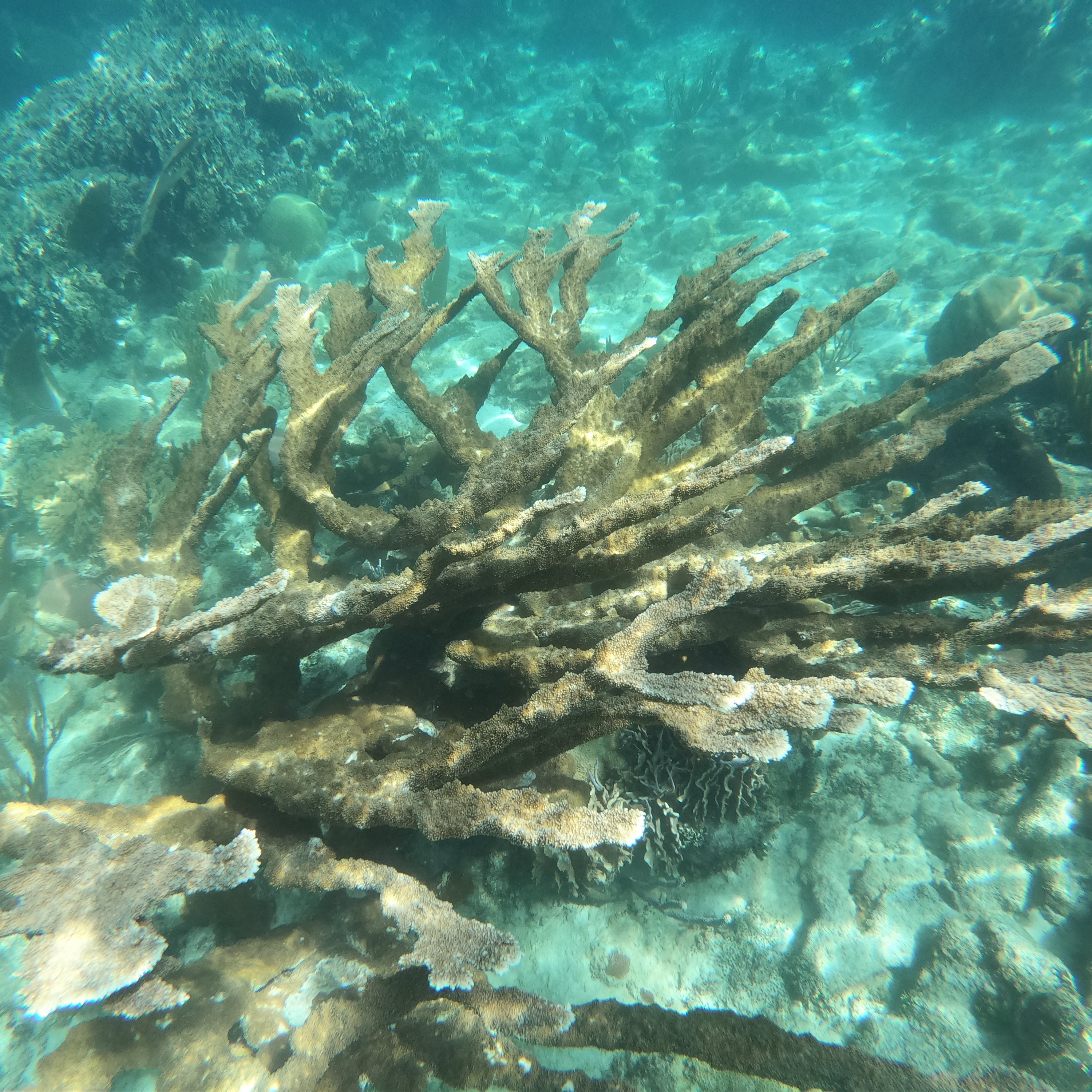 Lionfish Podcasts