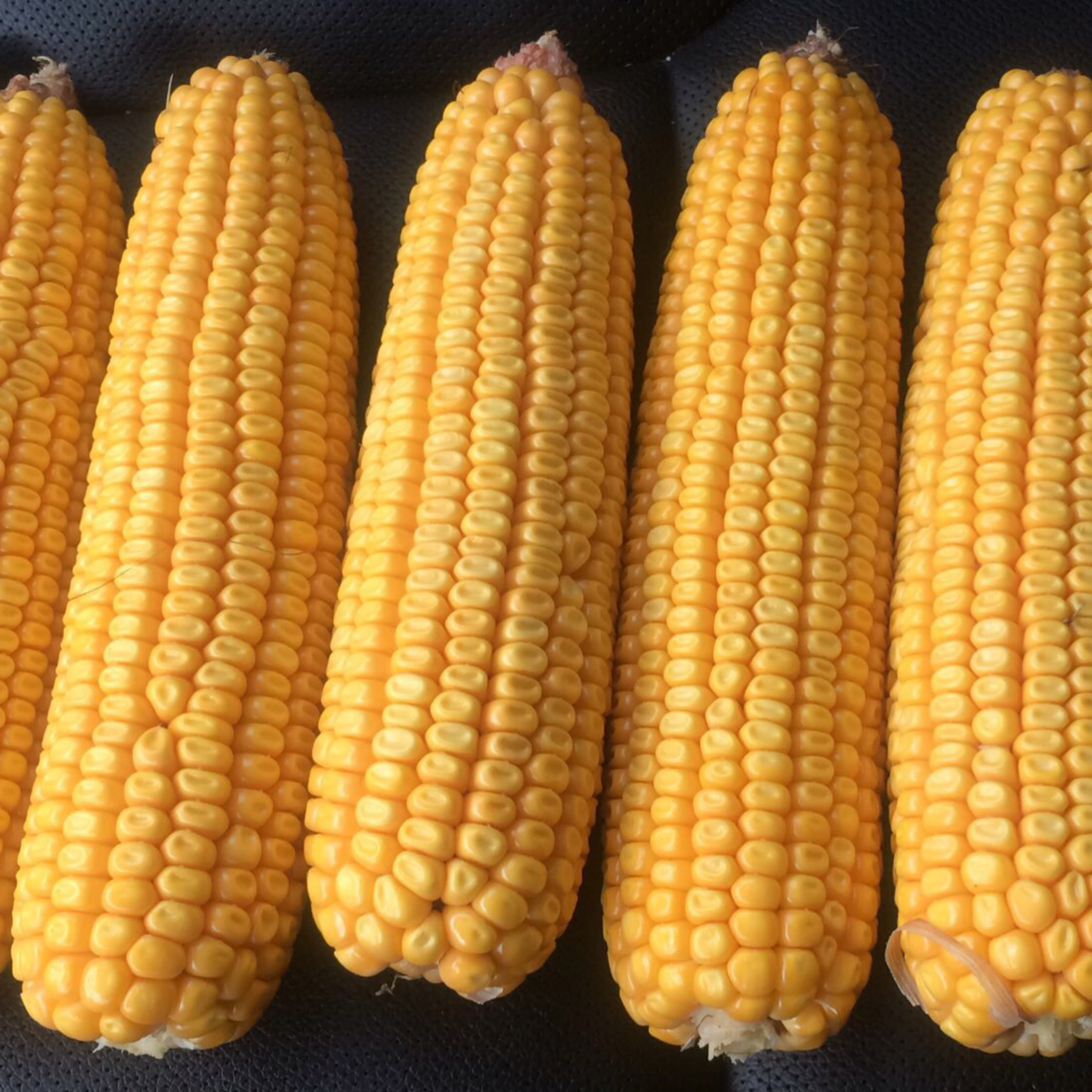 An introduction to what I do and where I am from