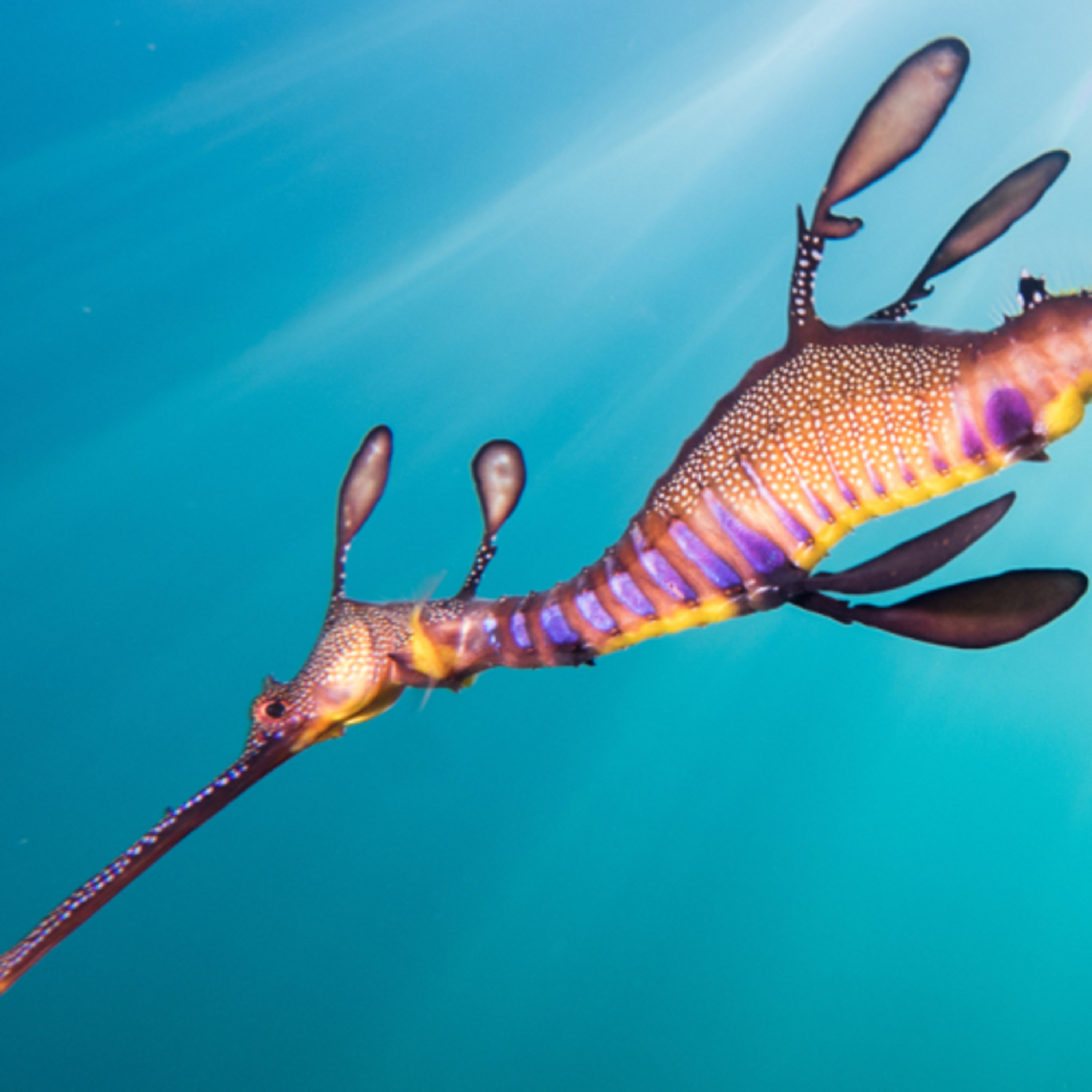 Weedy Seadragon