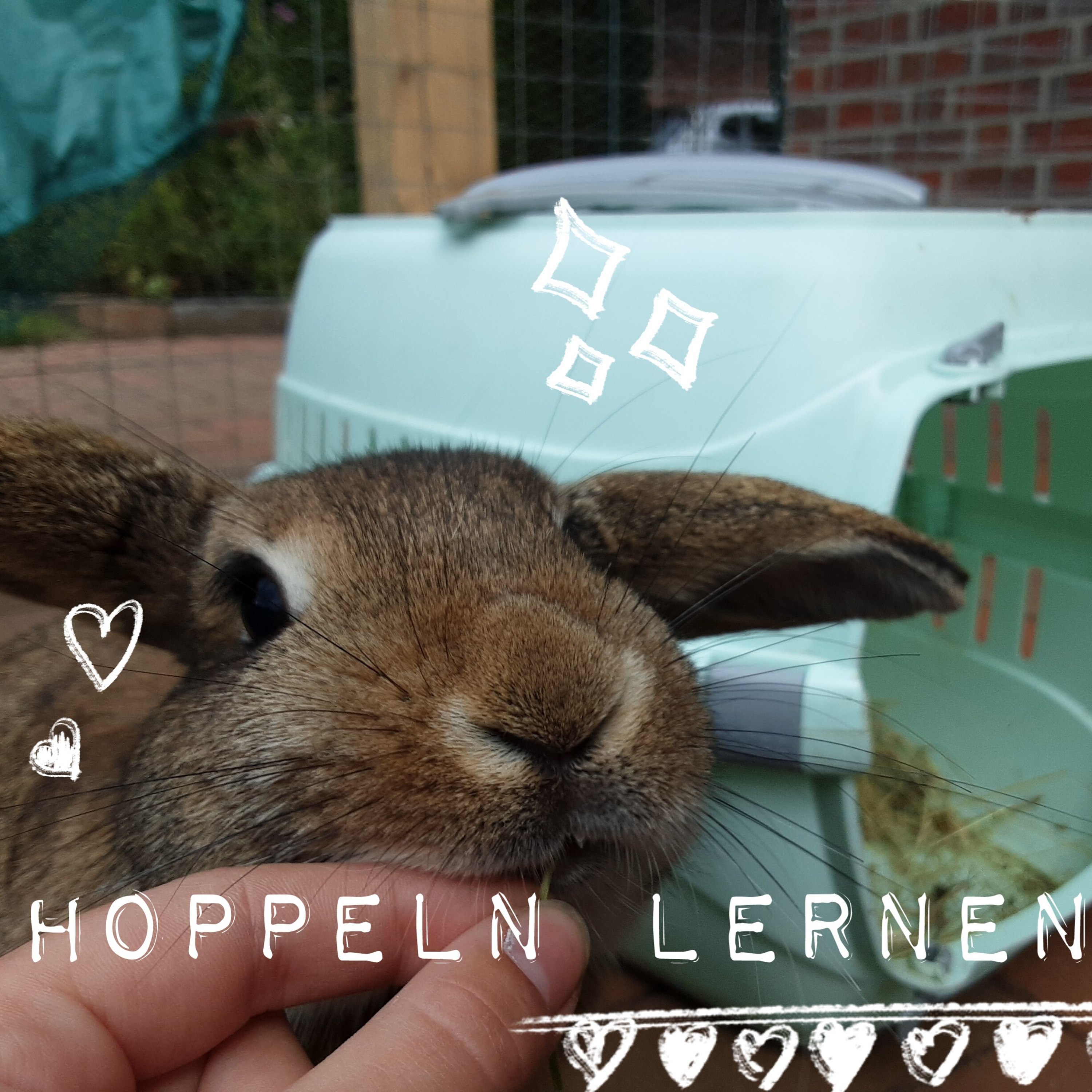 Kaninchen. Möhrchen