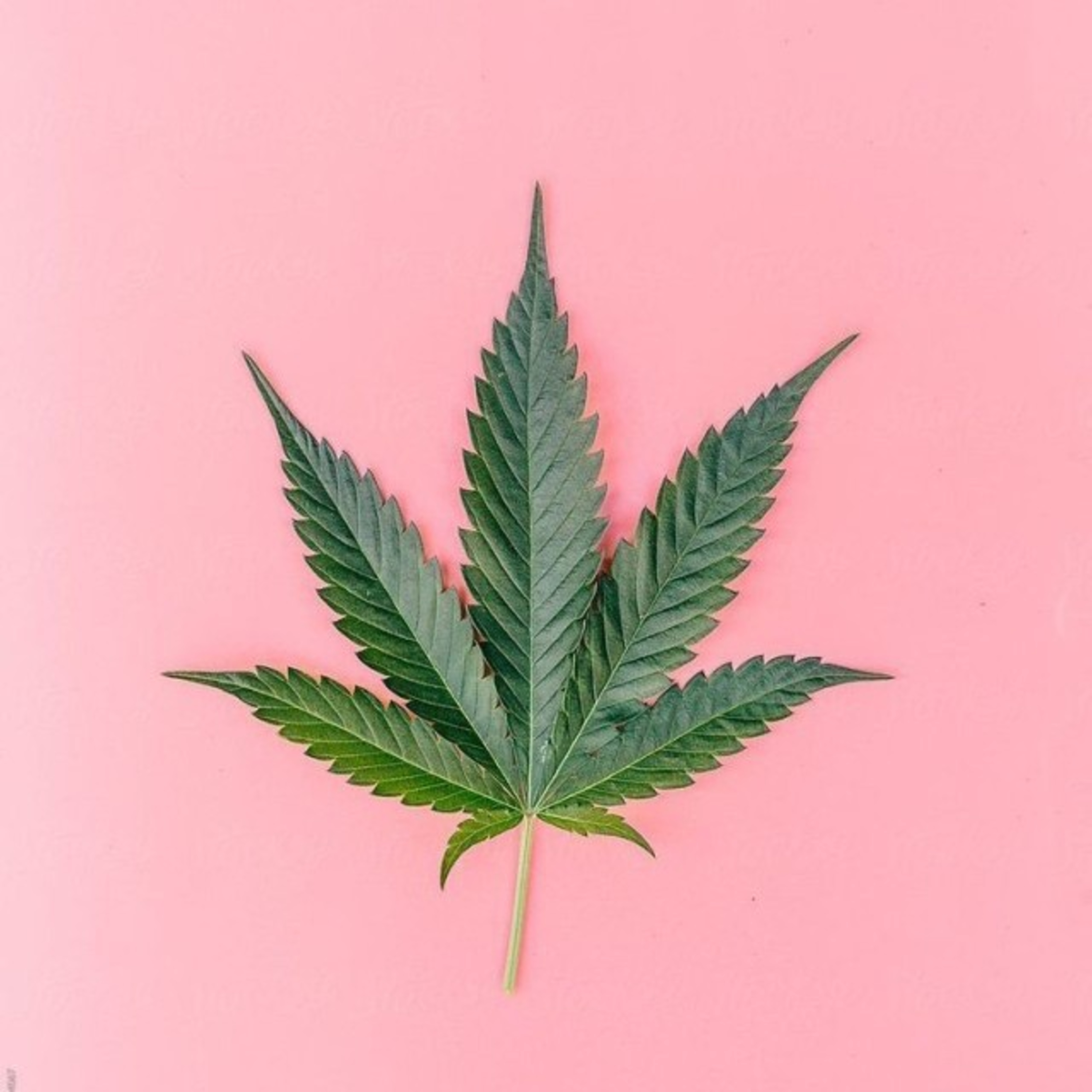 Weed Agenda Channeled  episode artwork