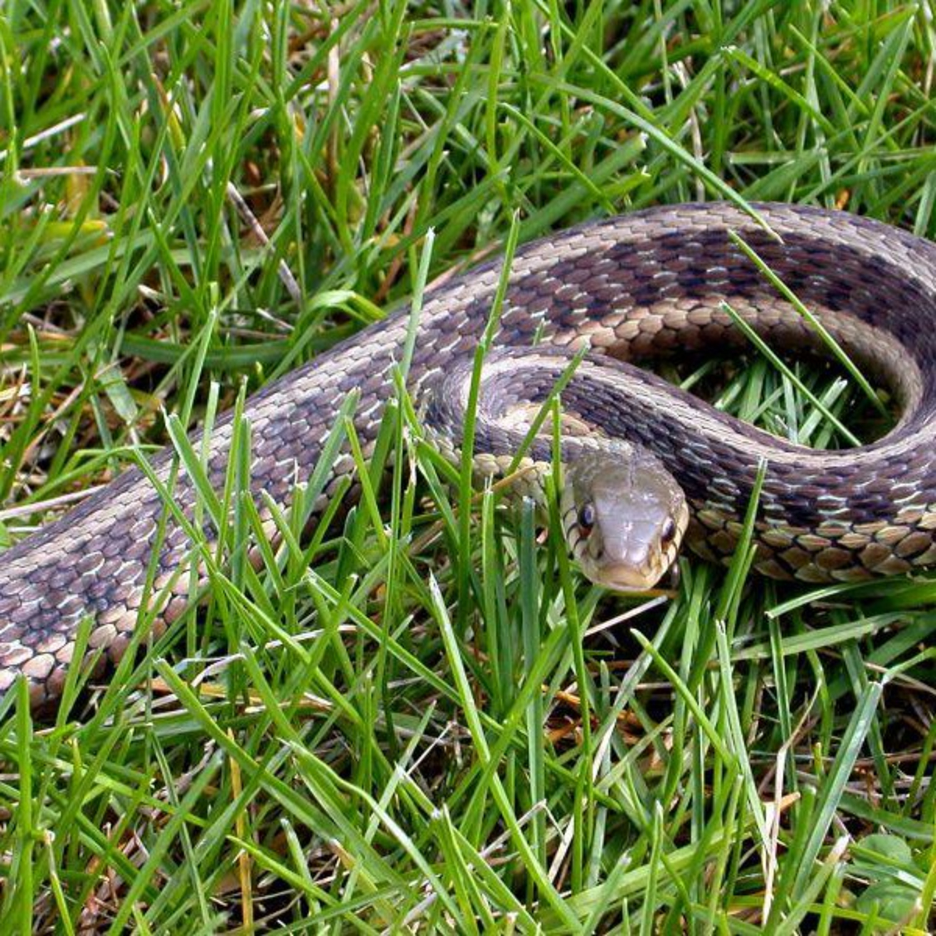 Libra January 2023 (realizations & eliminating final snakes from the garden)
 episode artwork