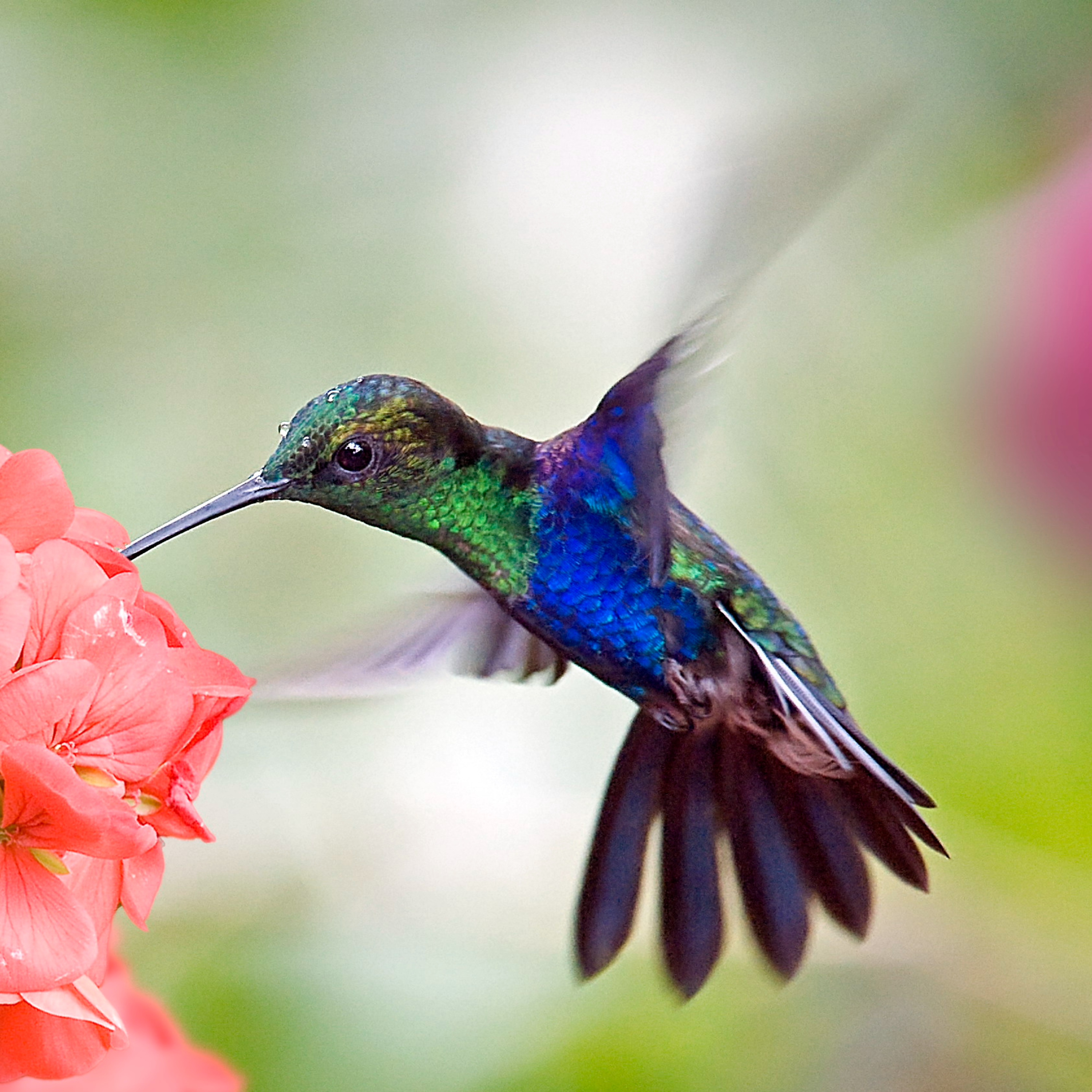 The Hummingbird Podcast and Arcturian and Archai Cycles of Time Healing Session episode artwork