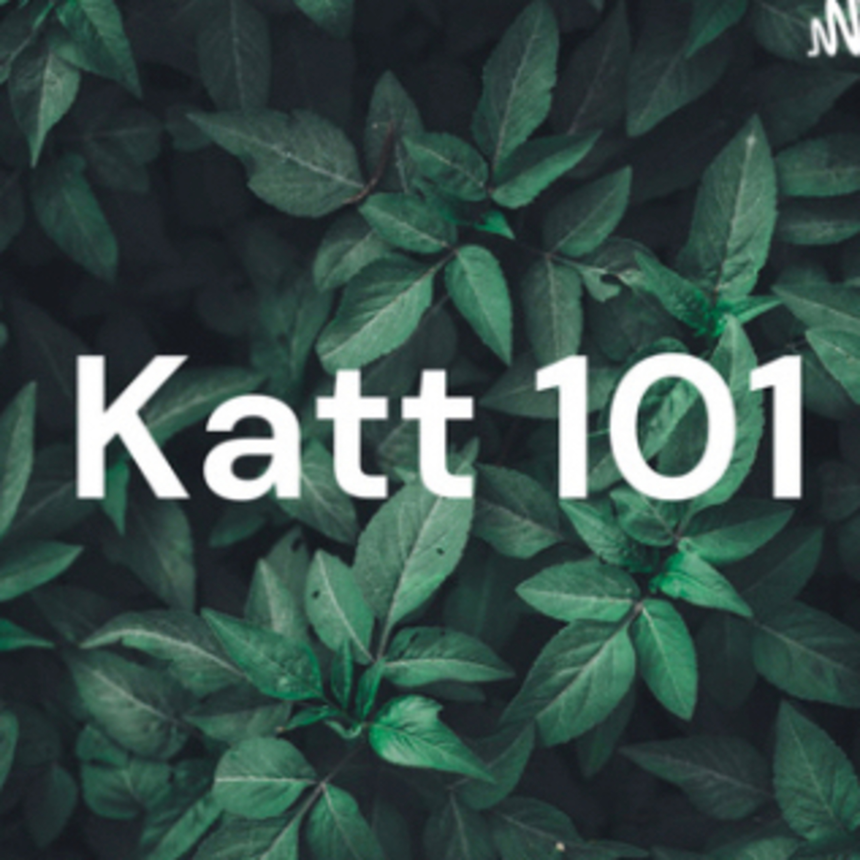 Katt 1 on 1