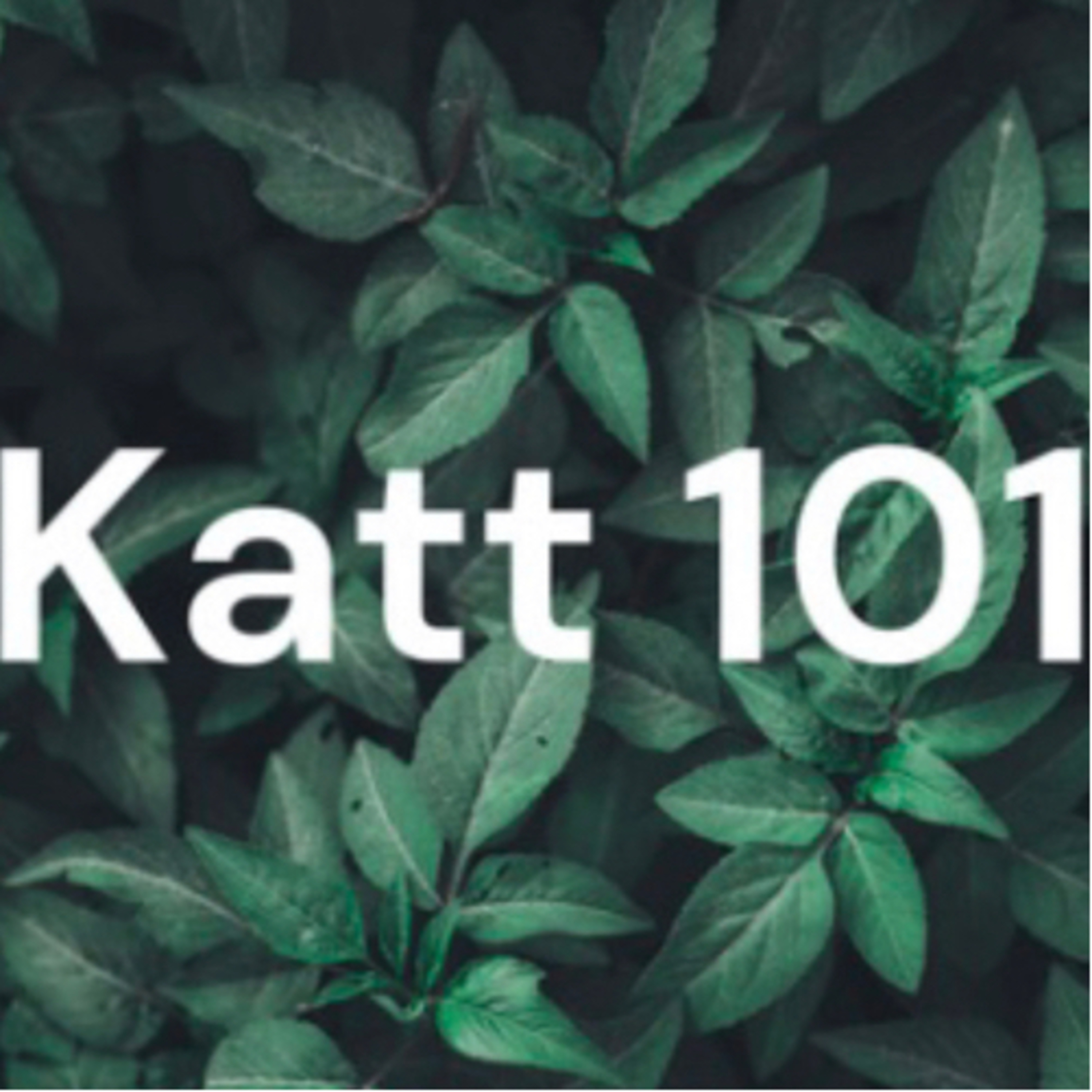 Katt 1 on 1