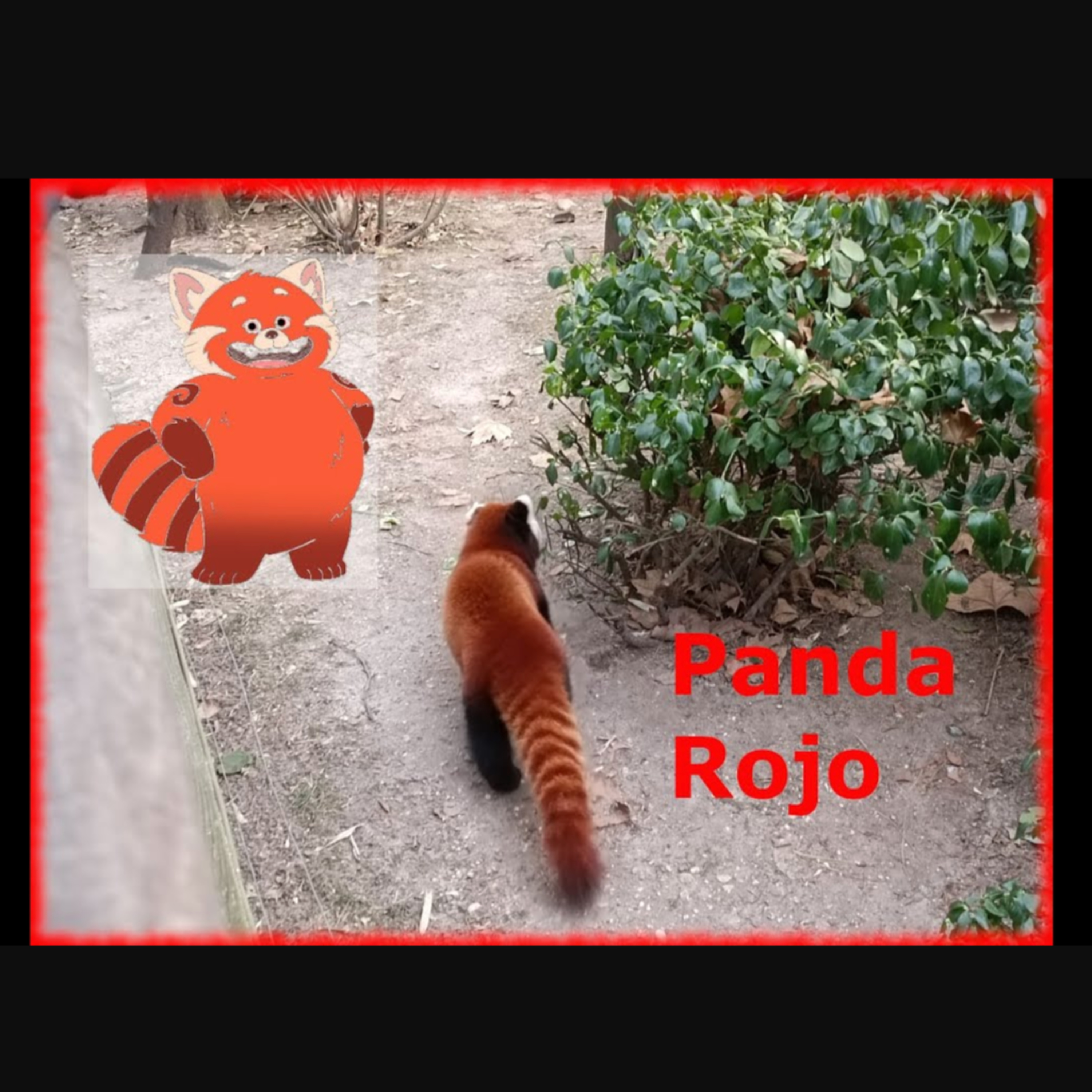 Episodio 112. Conociendo un pingüino, oso, panda rojo y mas en el ZOO de central park New York.  episode artwork