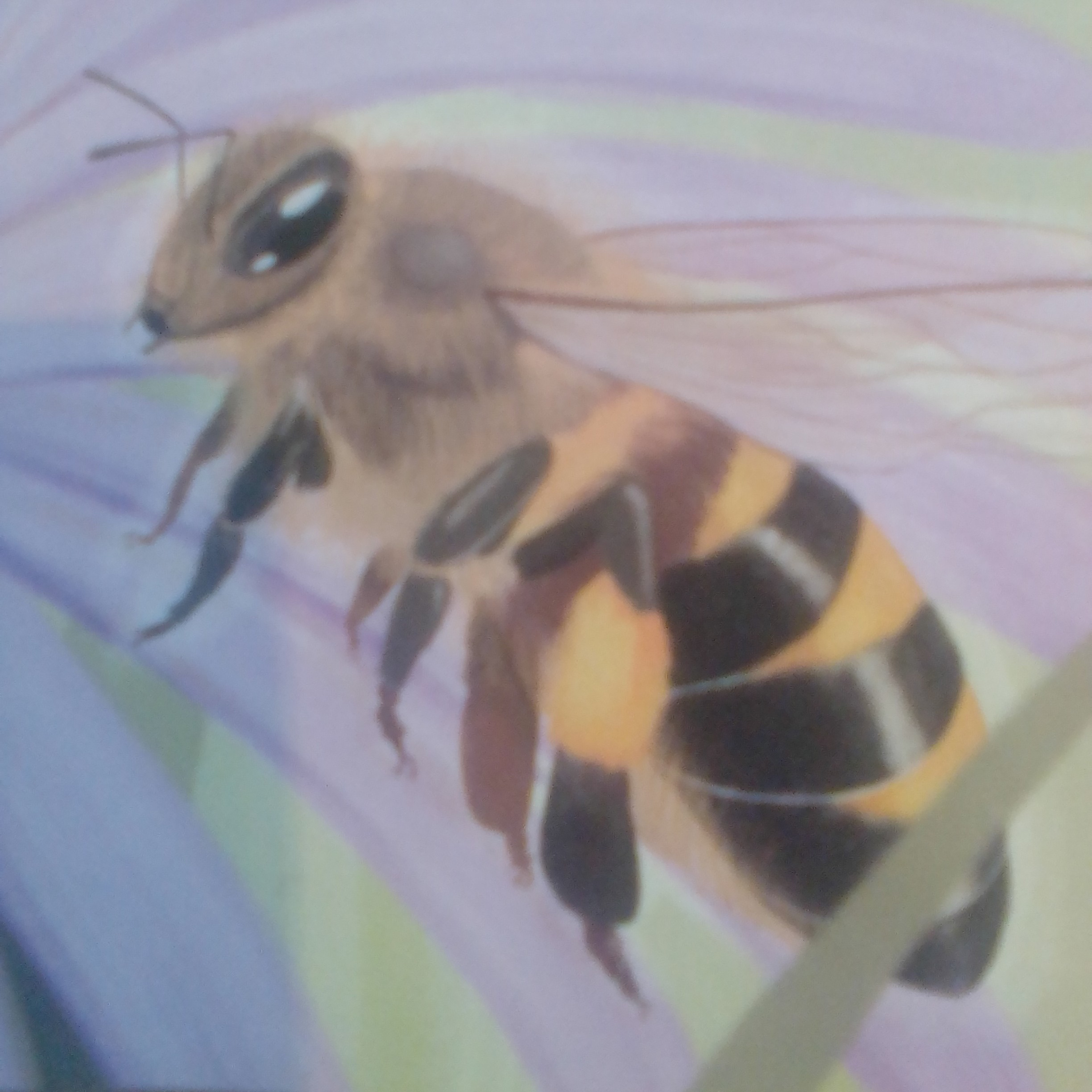 Abejas episode artwork