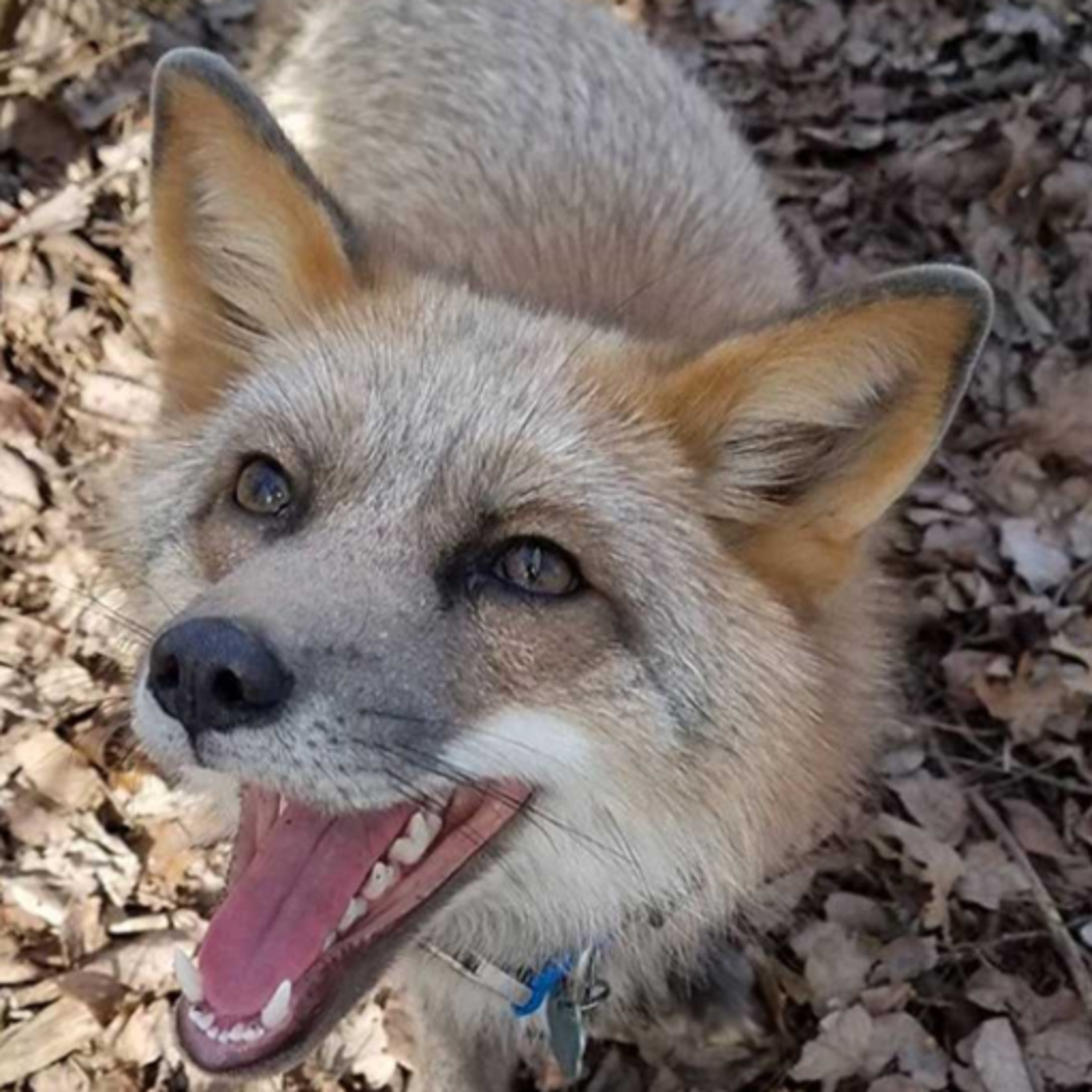 Rescuing A fox 
