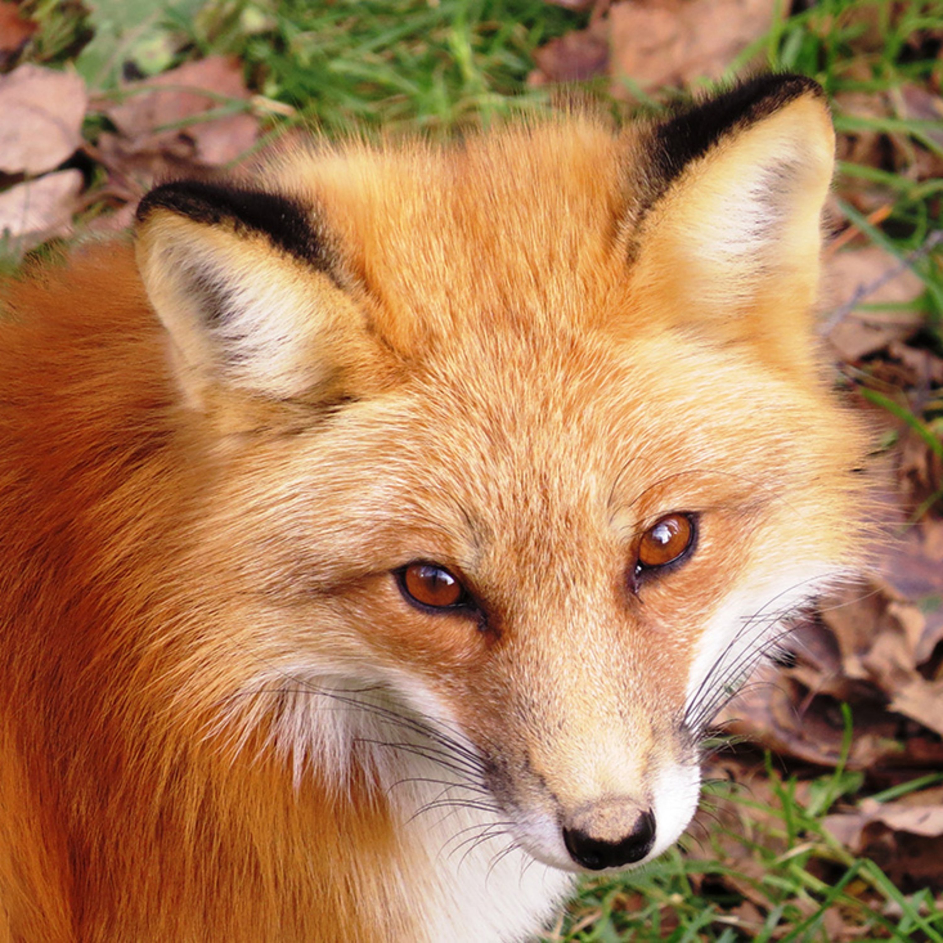 Having A Fox