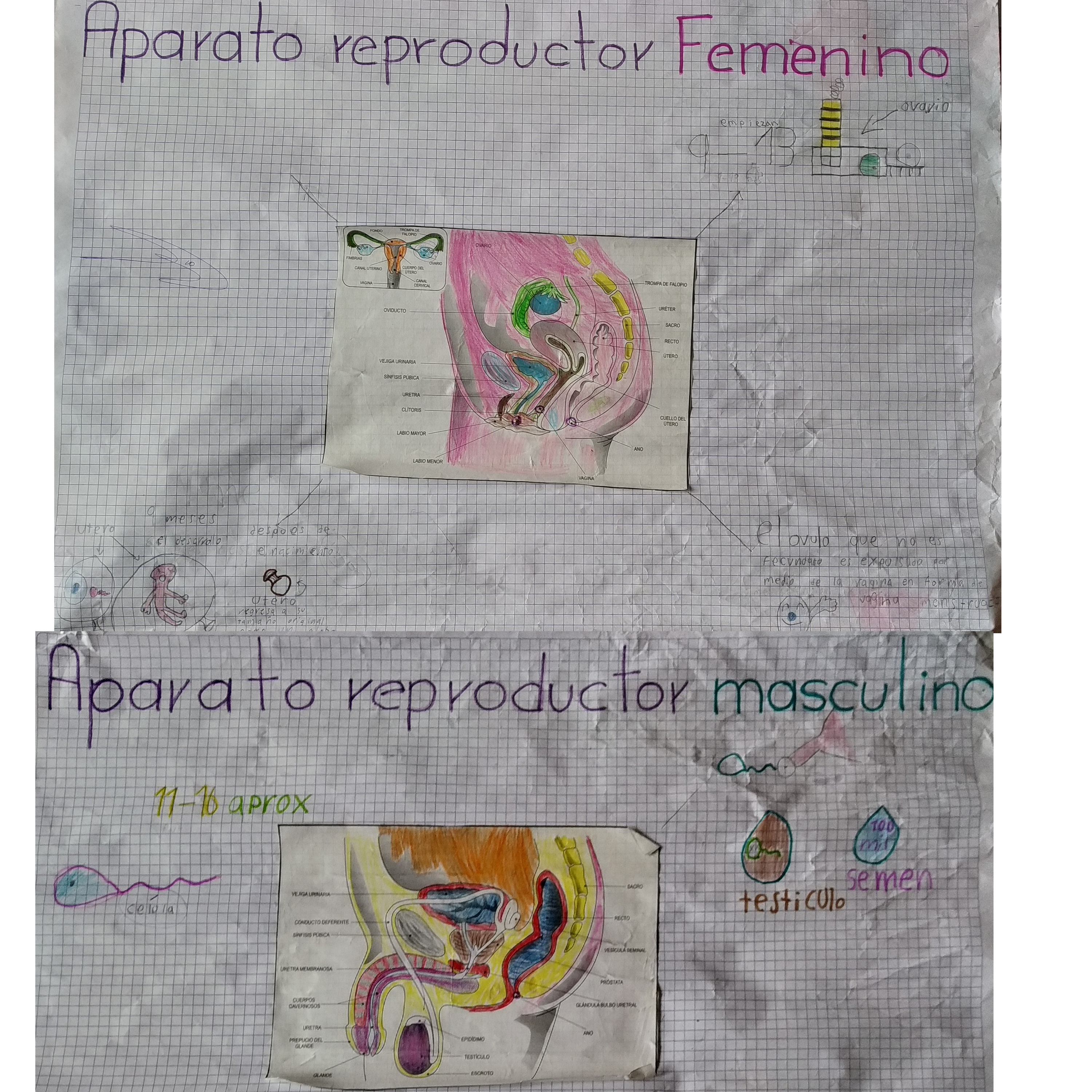 Carlos Yoel