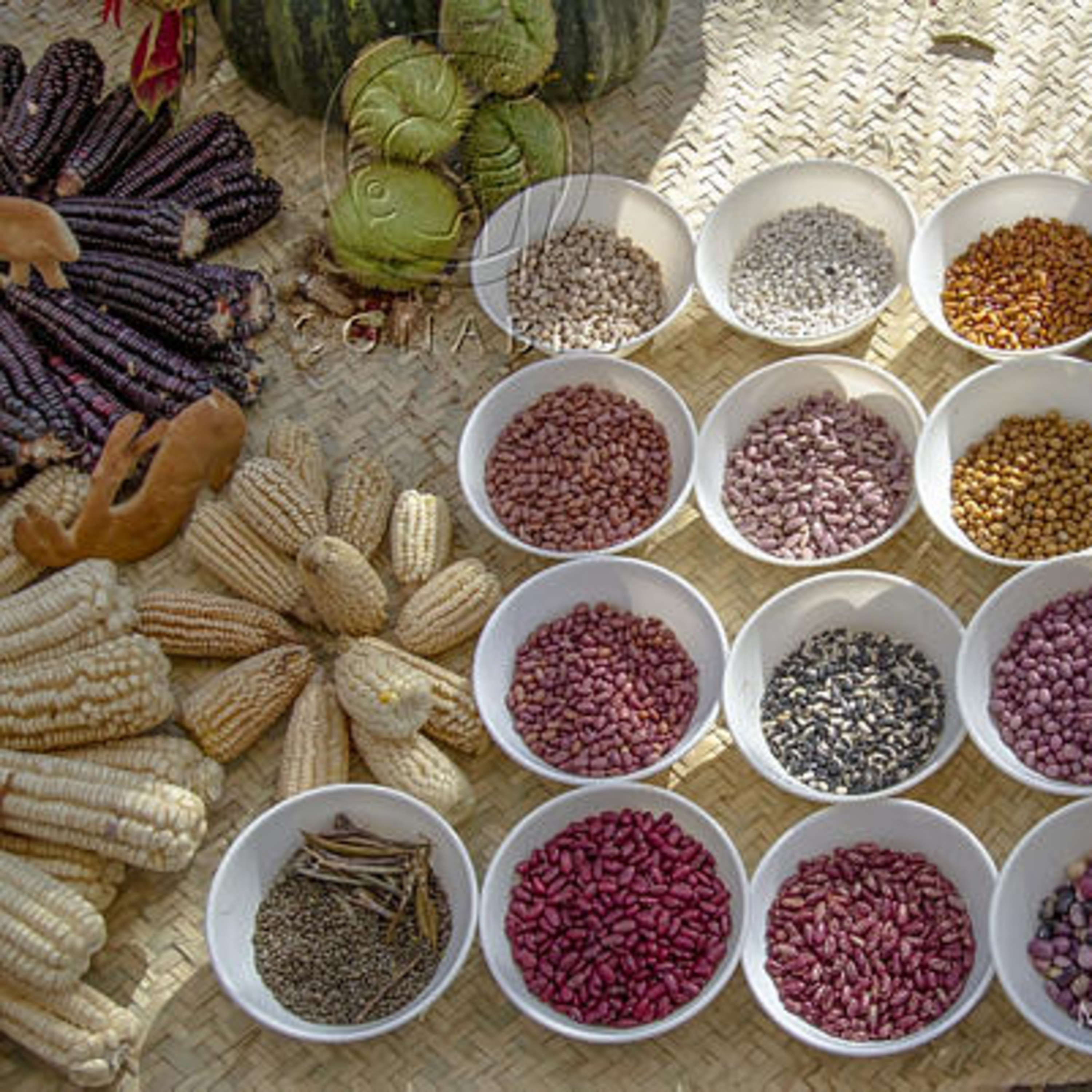 Biodiversidad Mexicana