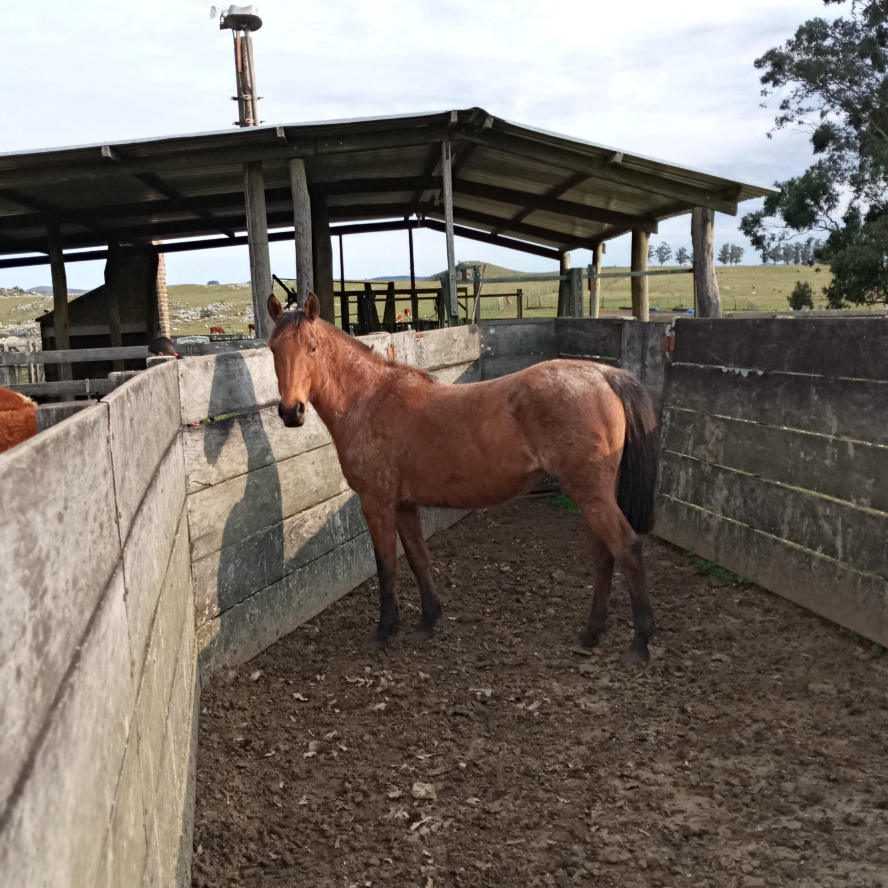 Datos principales de los caballos
