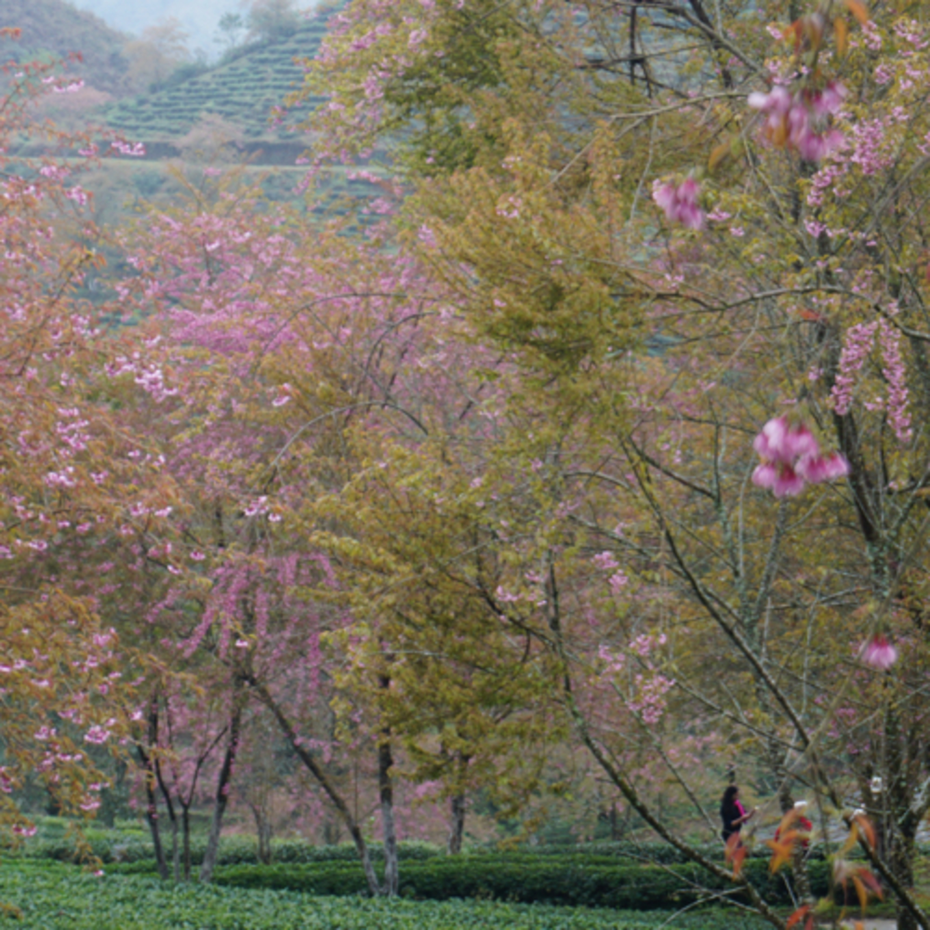 Ai Cũng Từng Là Một Đứa Trẻ