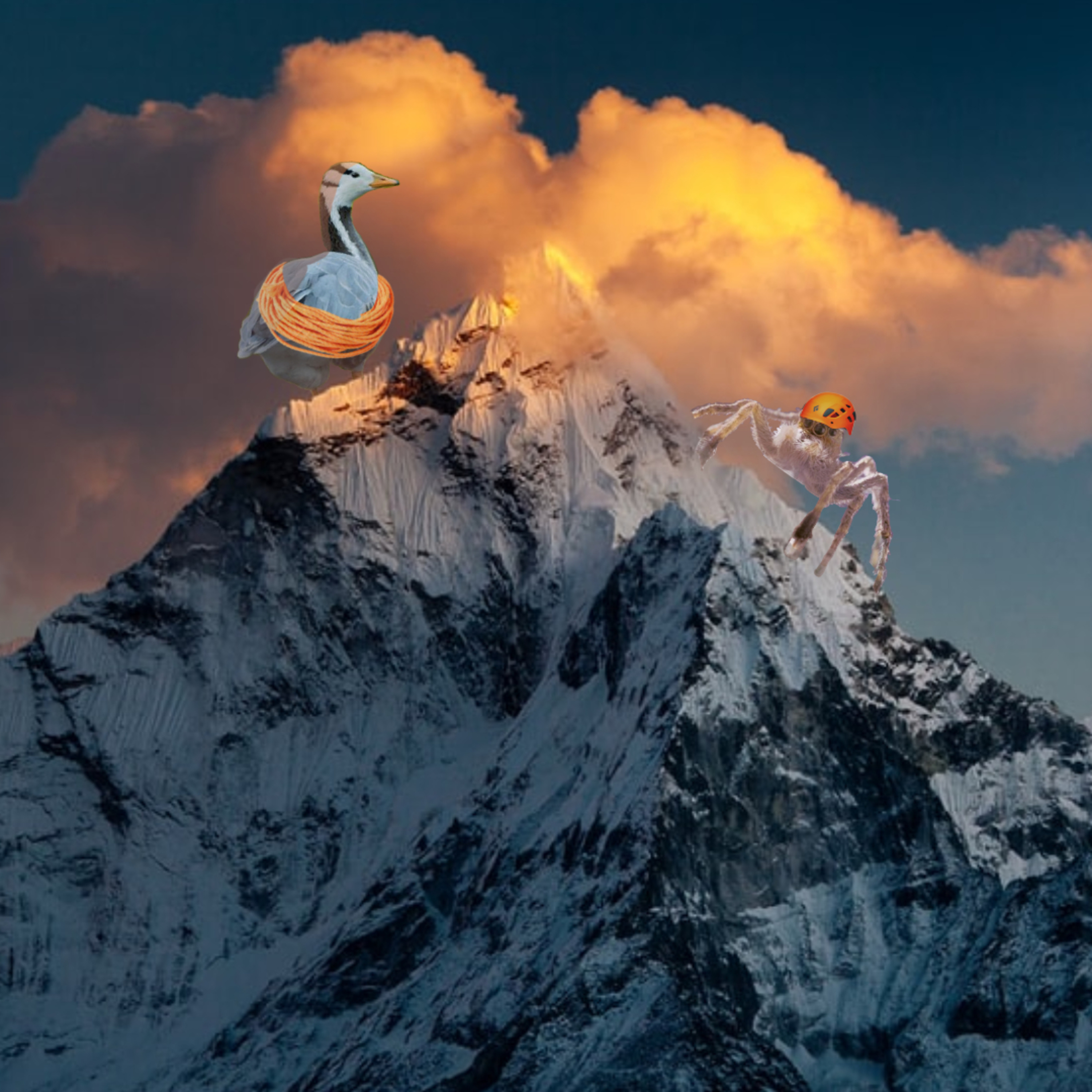 mountain climber