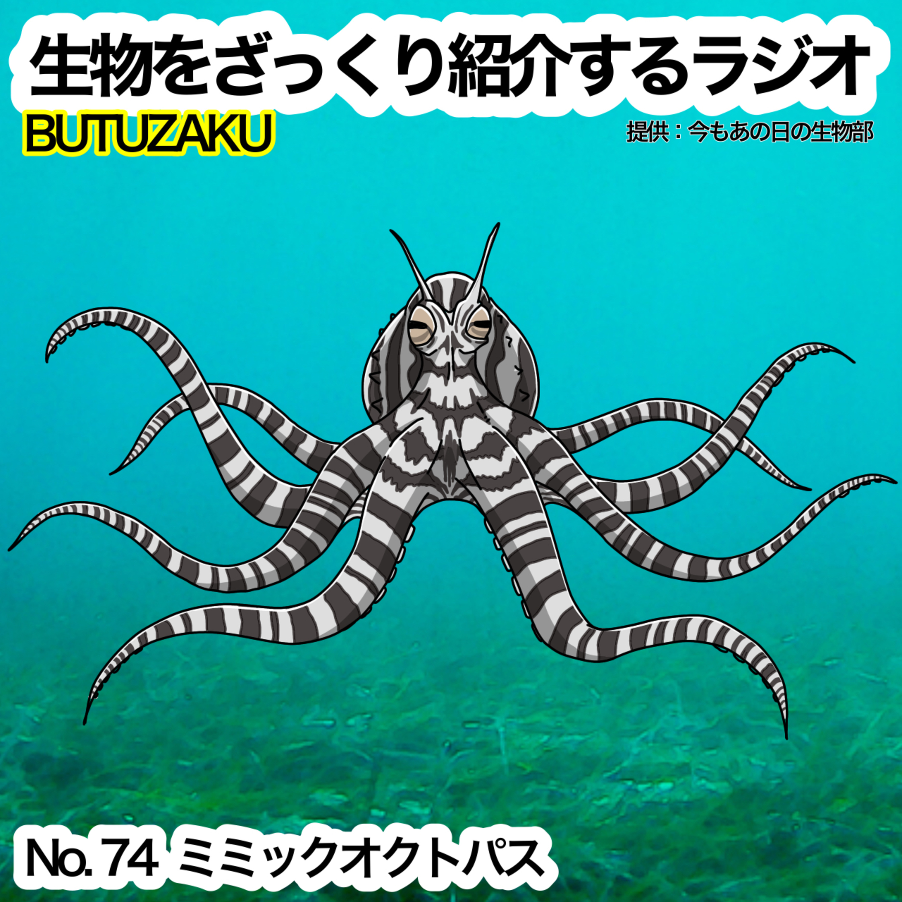 第74話:✉️「ミミックオクトパス」をざっくり紹介
