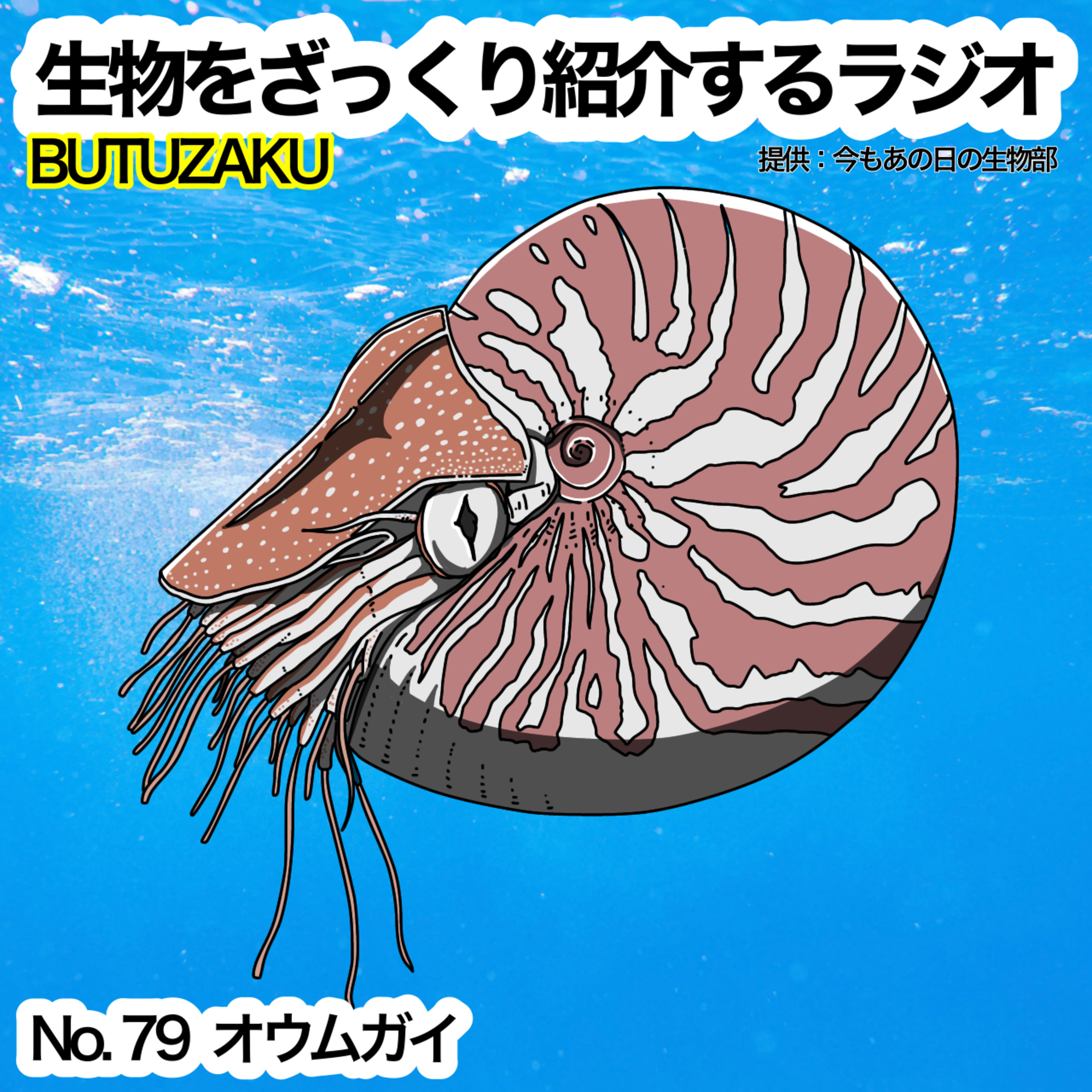 第79話:✉️「オウムガイ」をざっくり紹介