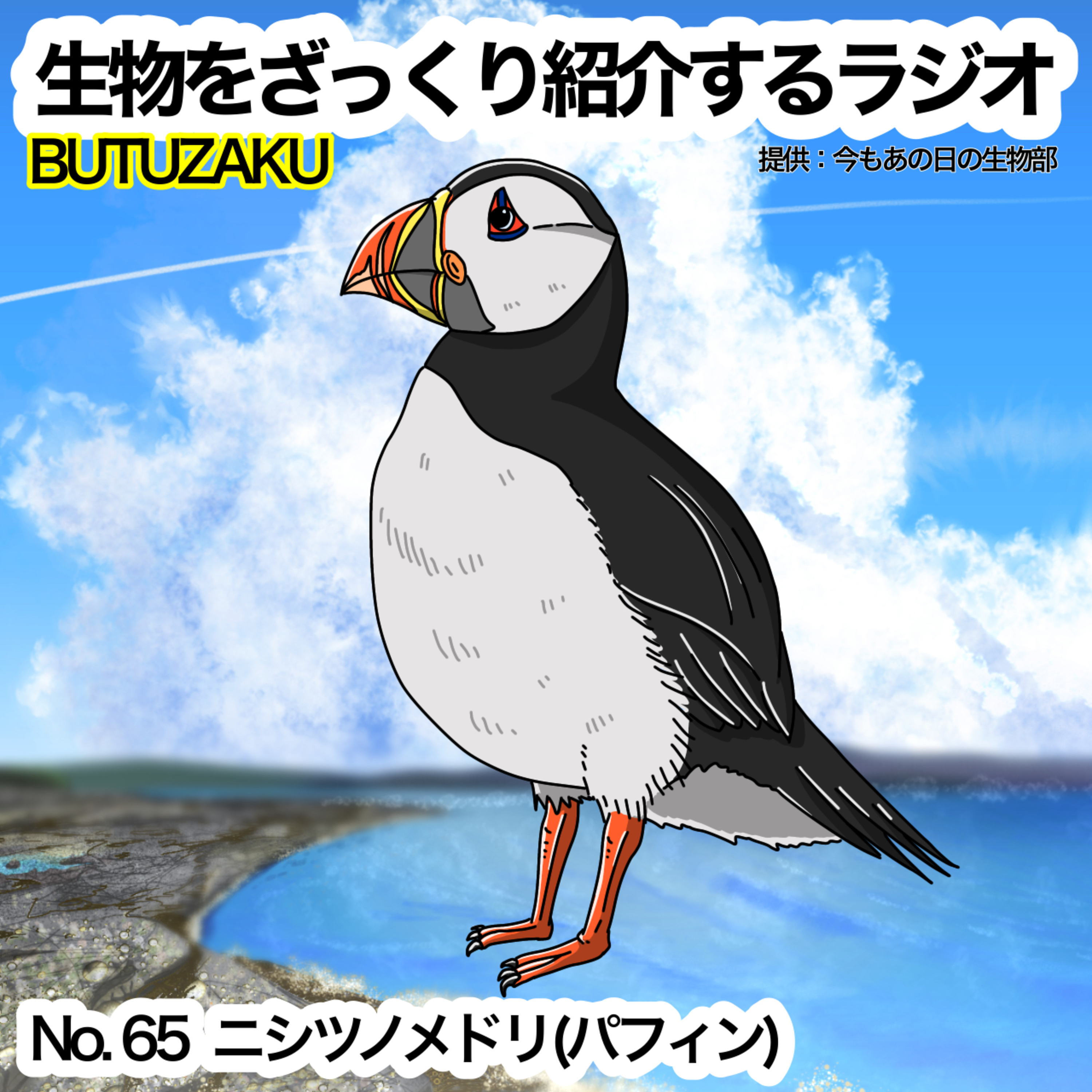 第65話:🐦「ニシツノメドリ(パフィン)」をざっくり紹介