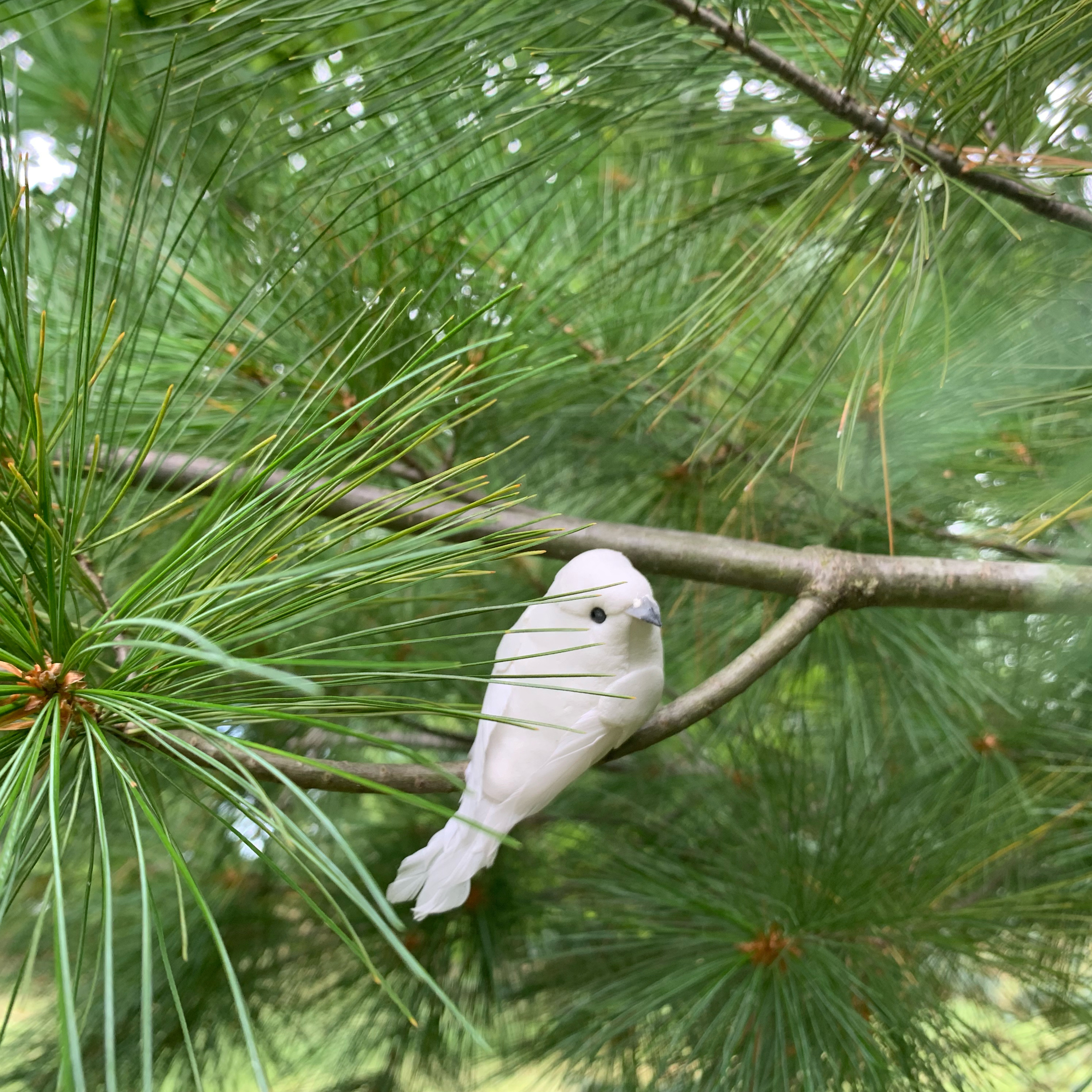 Find Your Wings and Fly Little Bird