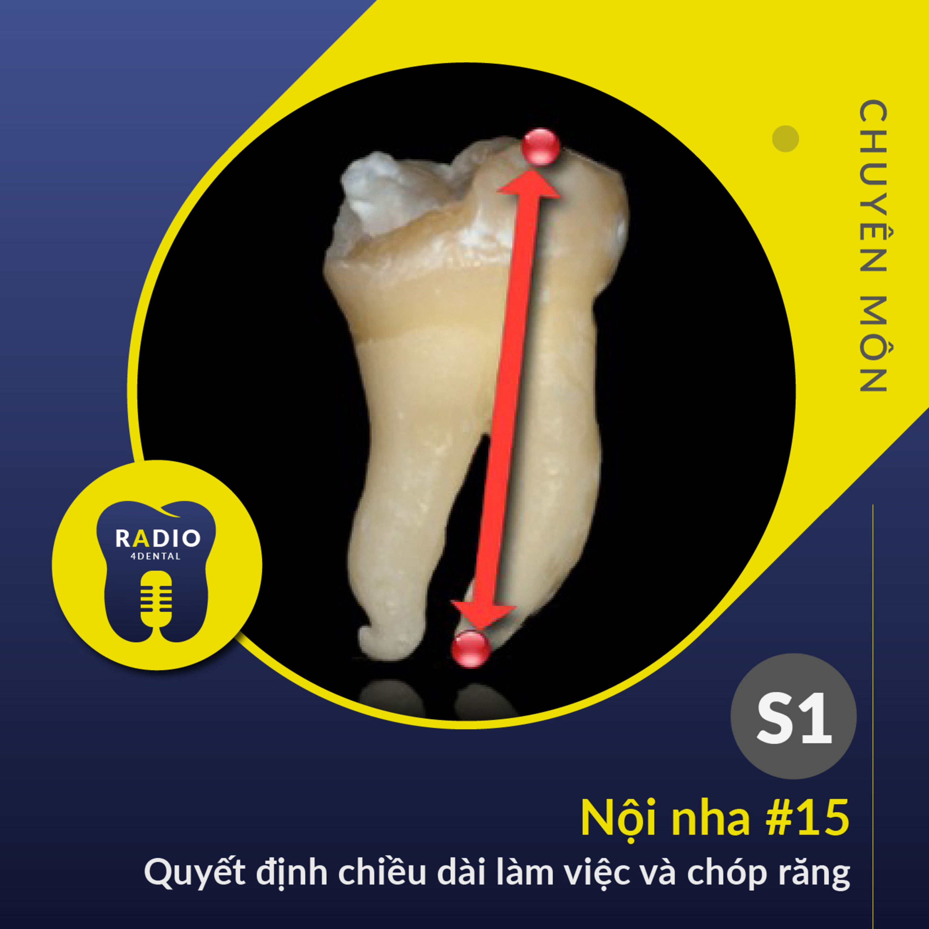 Nha sĩ học bài