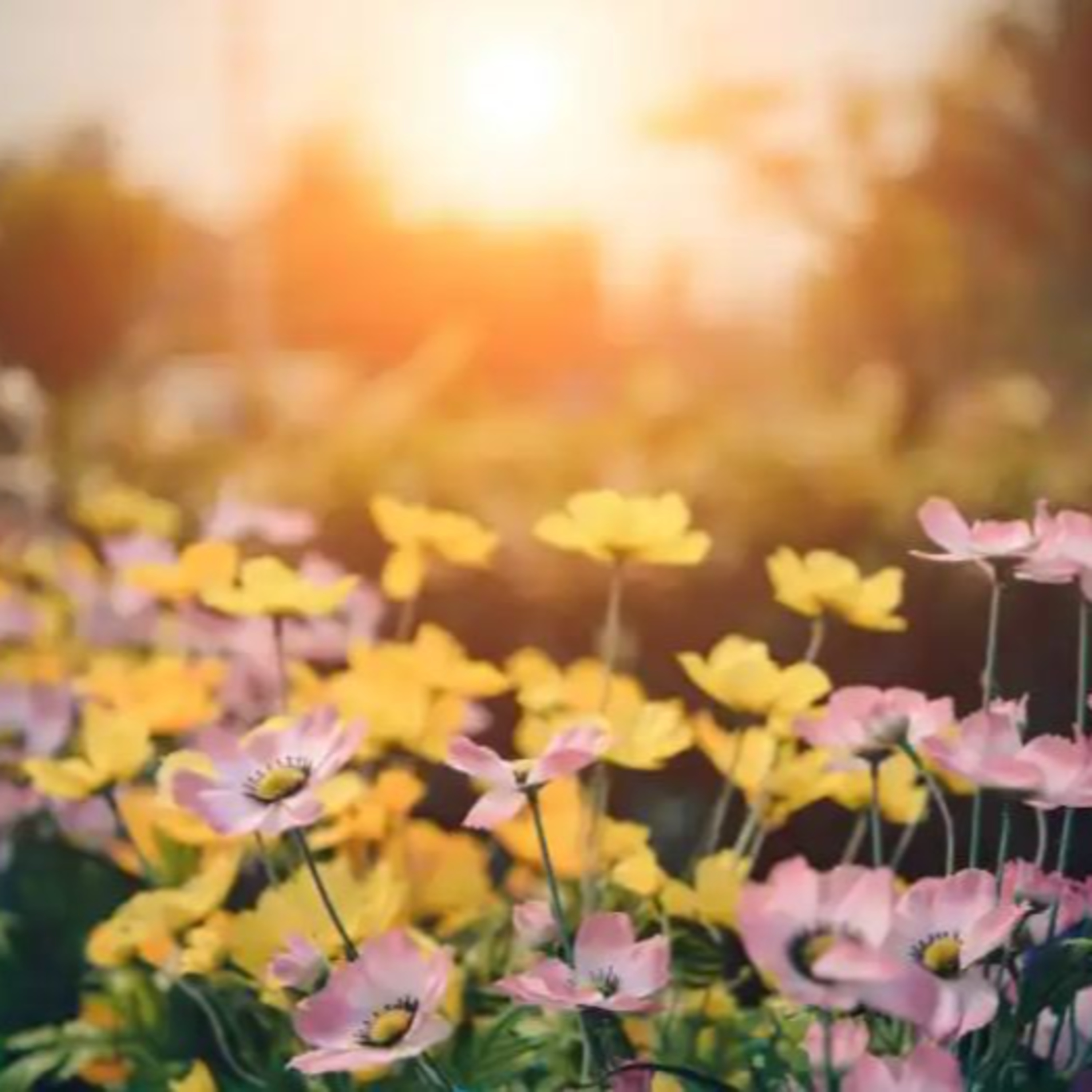 Cottagecore – A Quintessential English Country Garden