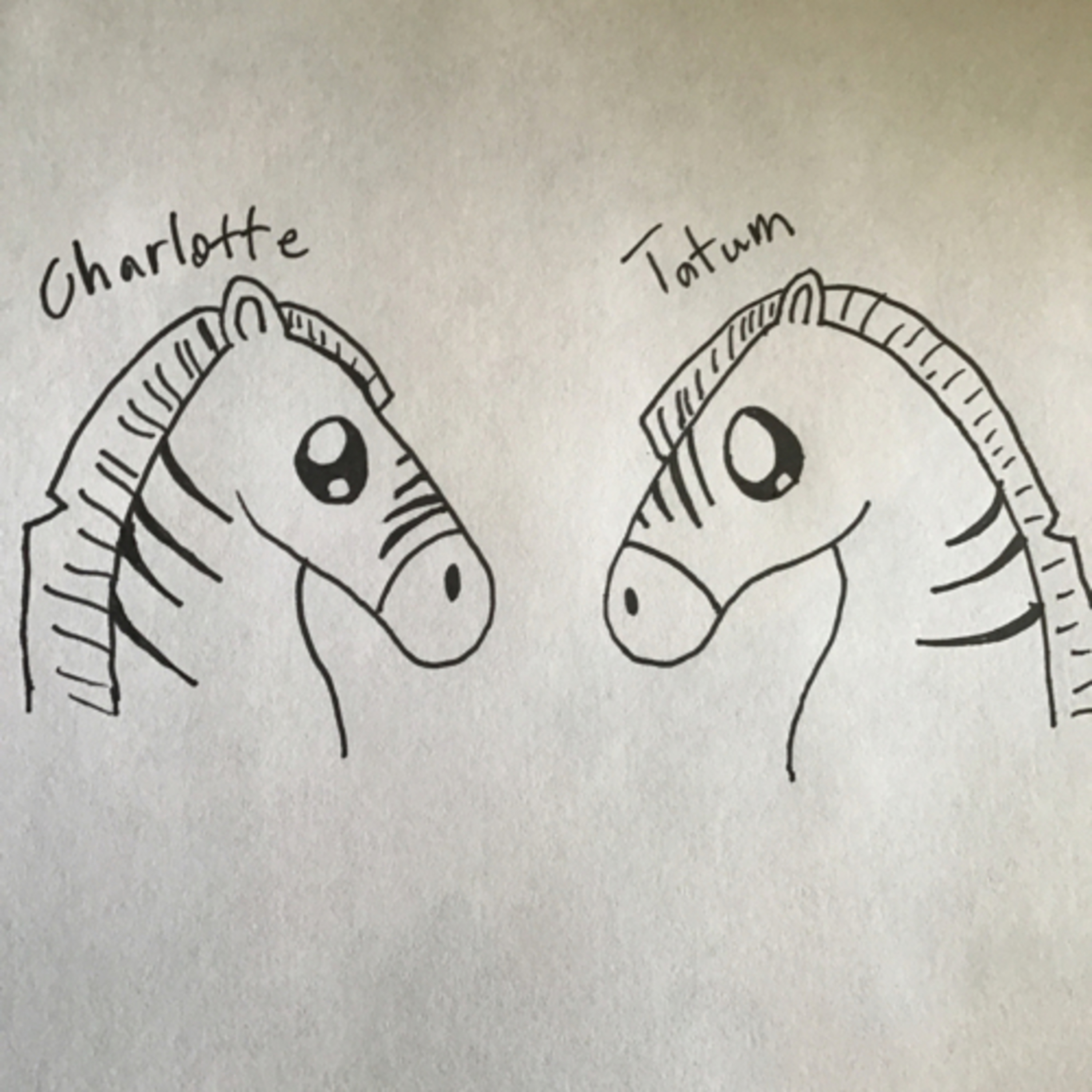 Animal: Zebras episode artwork