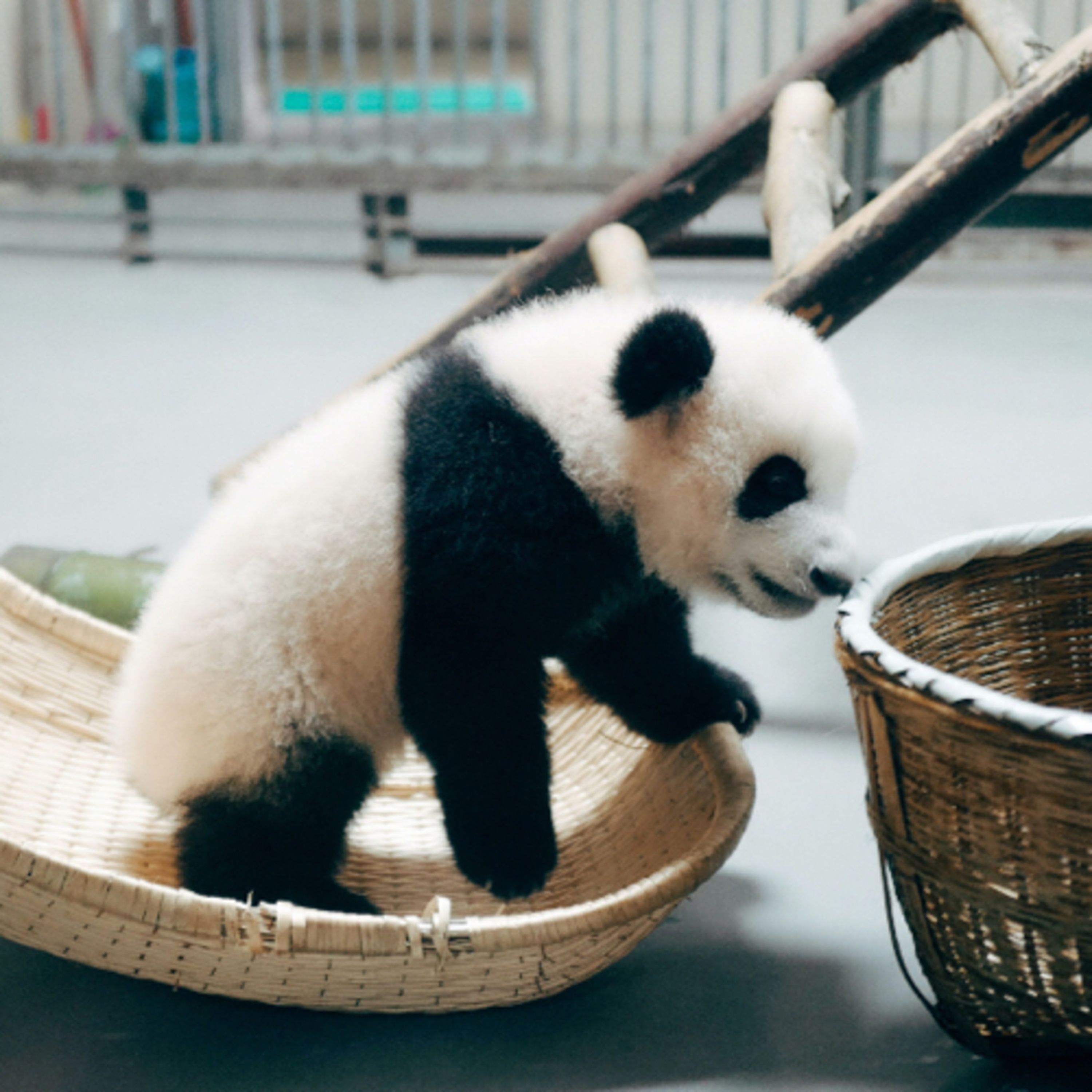 Animal: Panda 🐼  episode artwork