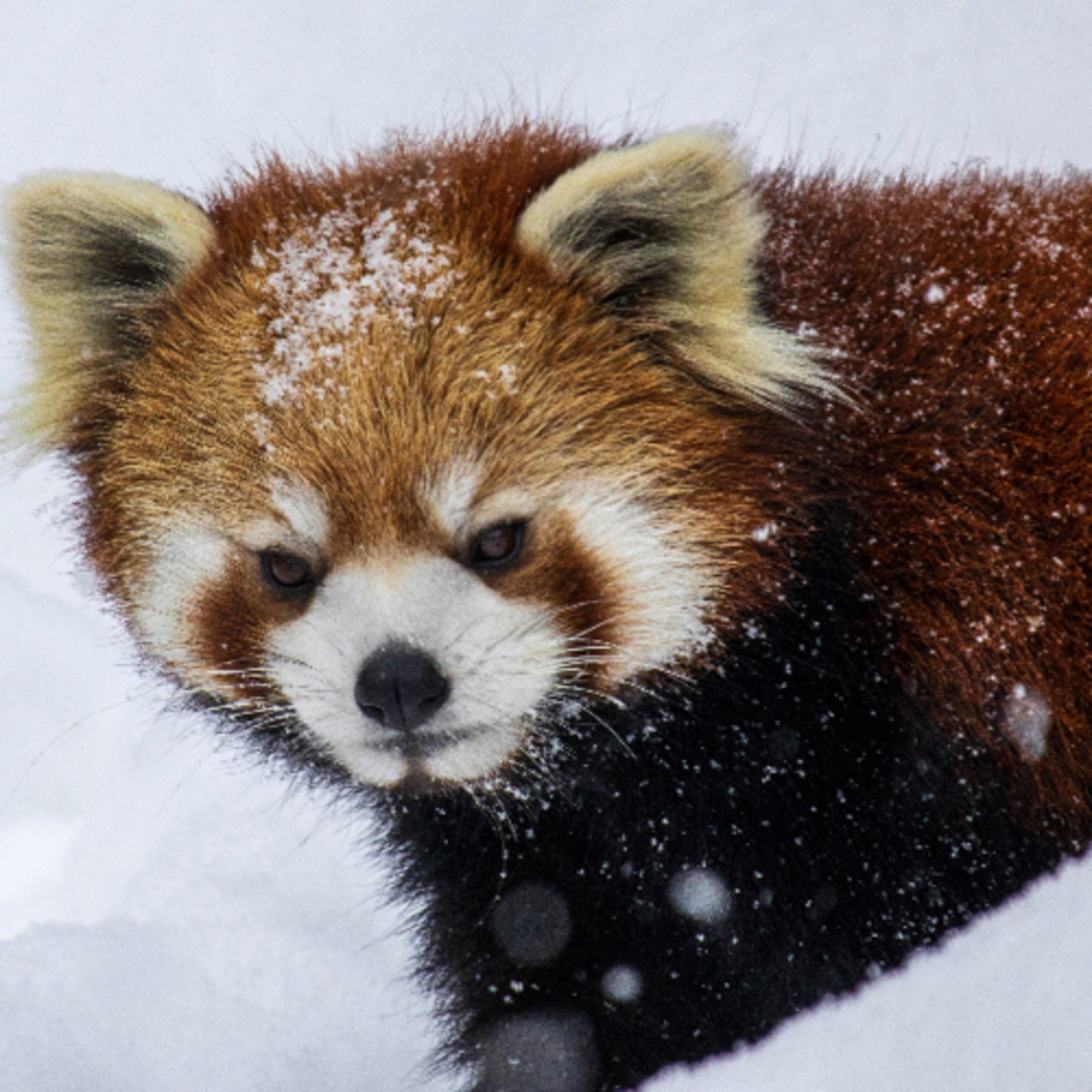 Animal: Red panda episode artwork