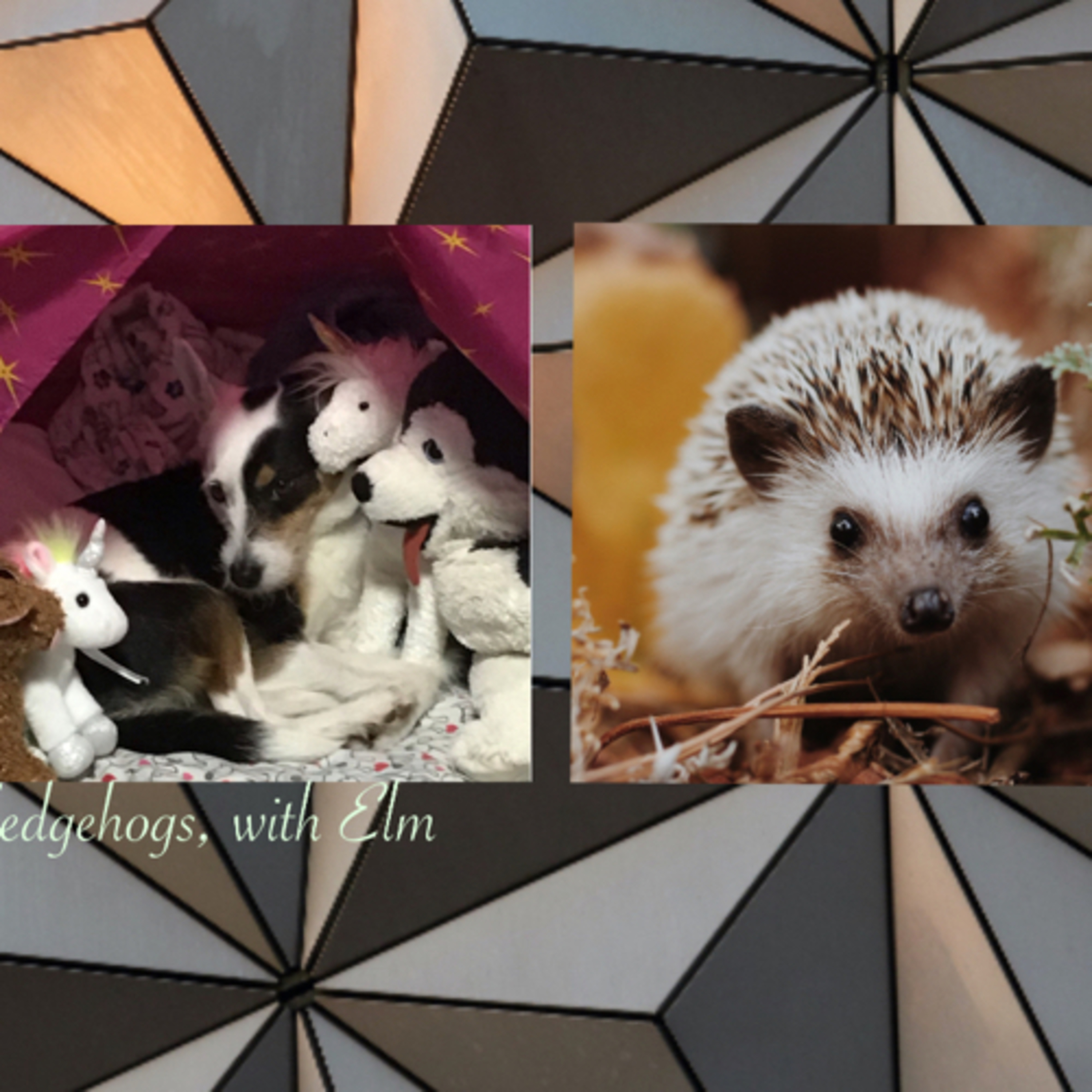 Animal: Hedgehogs 🦔  episode artwork