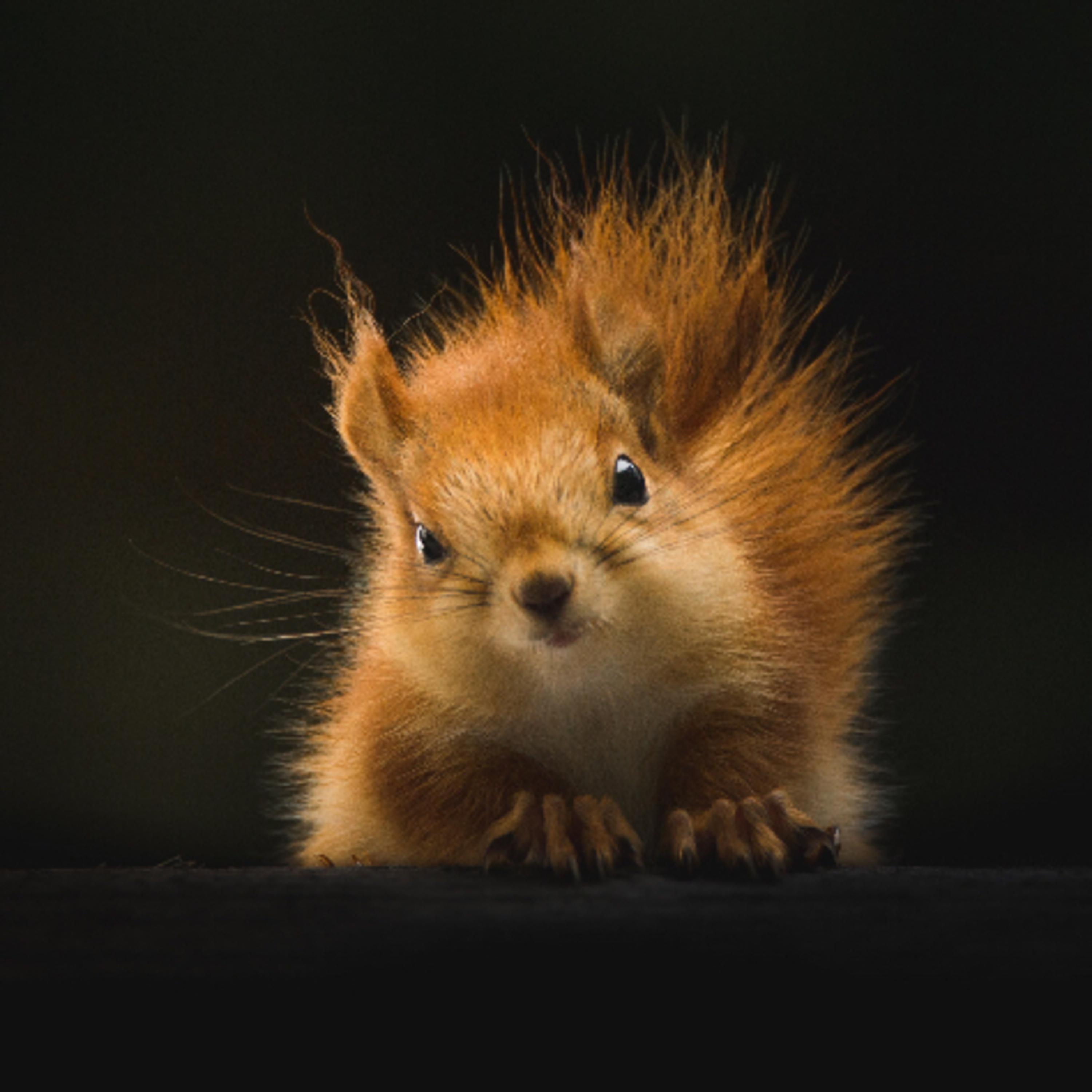 Animal: Squirrels episode artwork