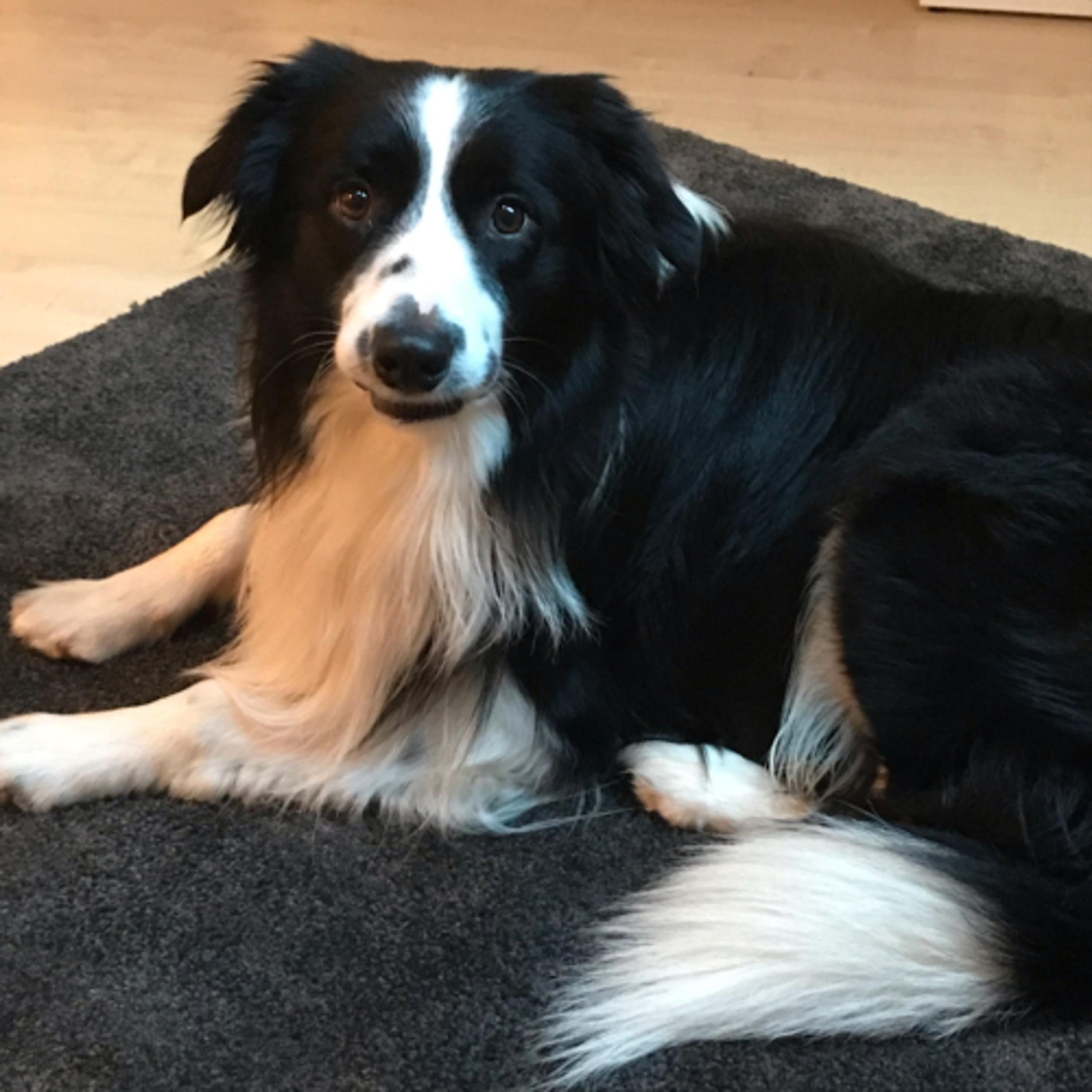 Der Hund Namens Charly episode artwork