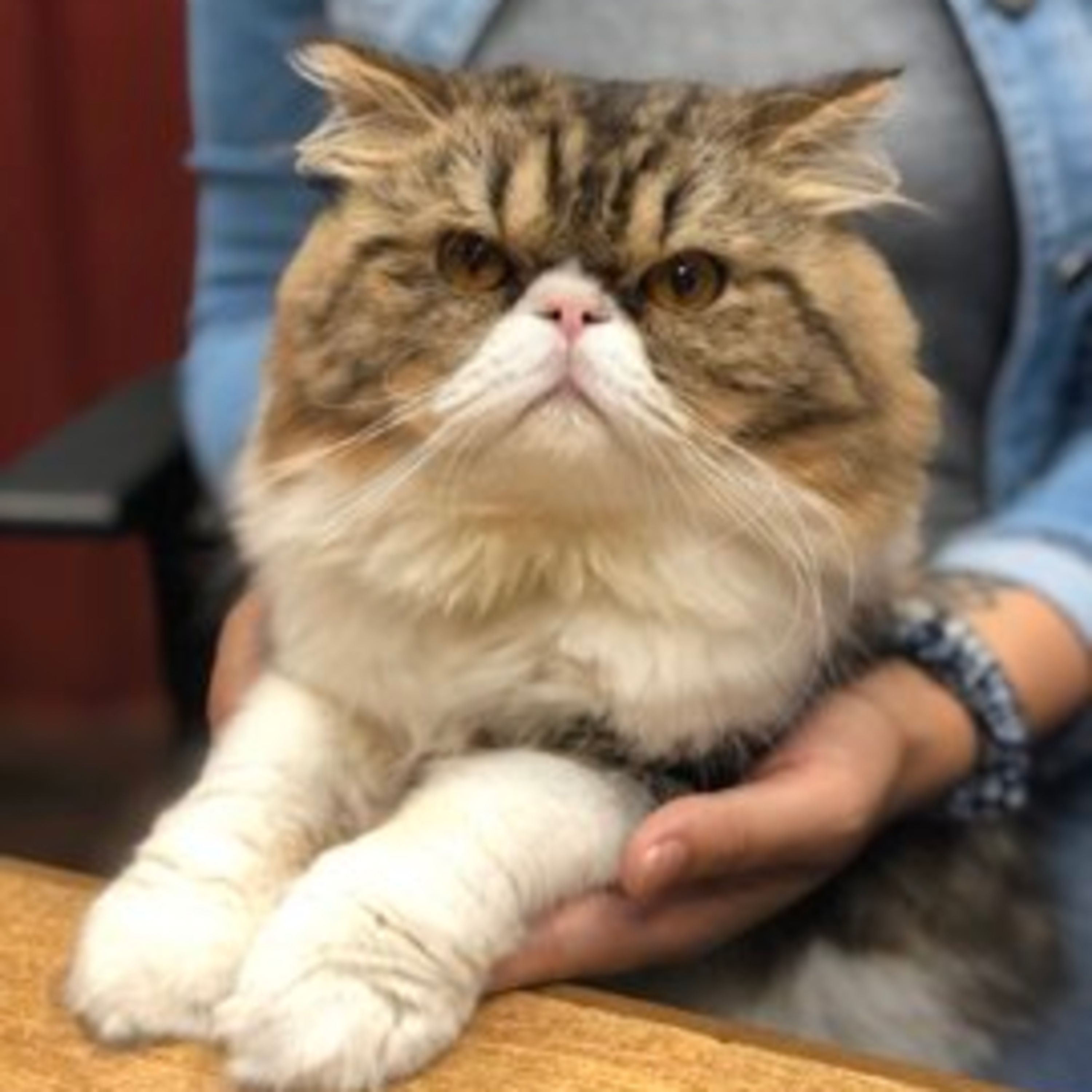 Theo, el gato influencer uruguayo que pasea por la rambla y que acumula más de 6 mil seguidores en Instagram episode artwork