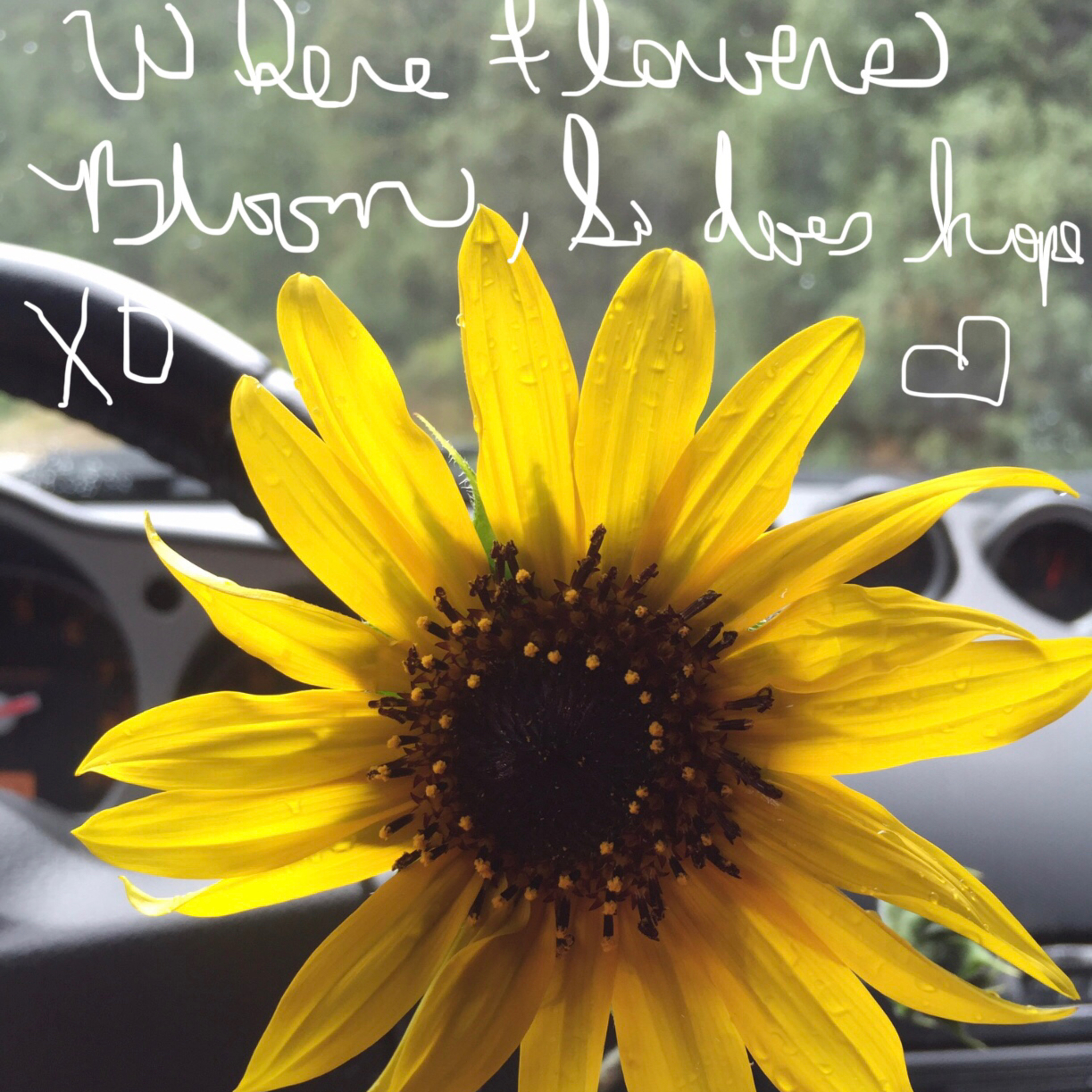 🌸🌼wherever flowers 💐 bloom, so does hope🌸🌼TY Blue Island🌴& Rexburg🌸🌼 episode artwork