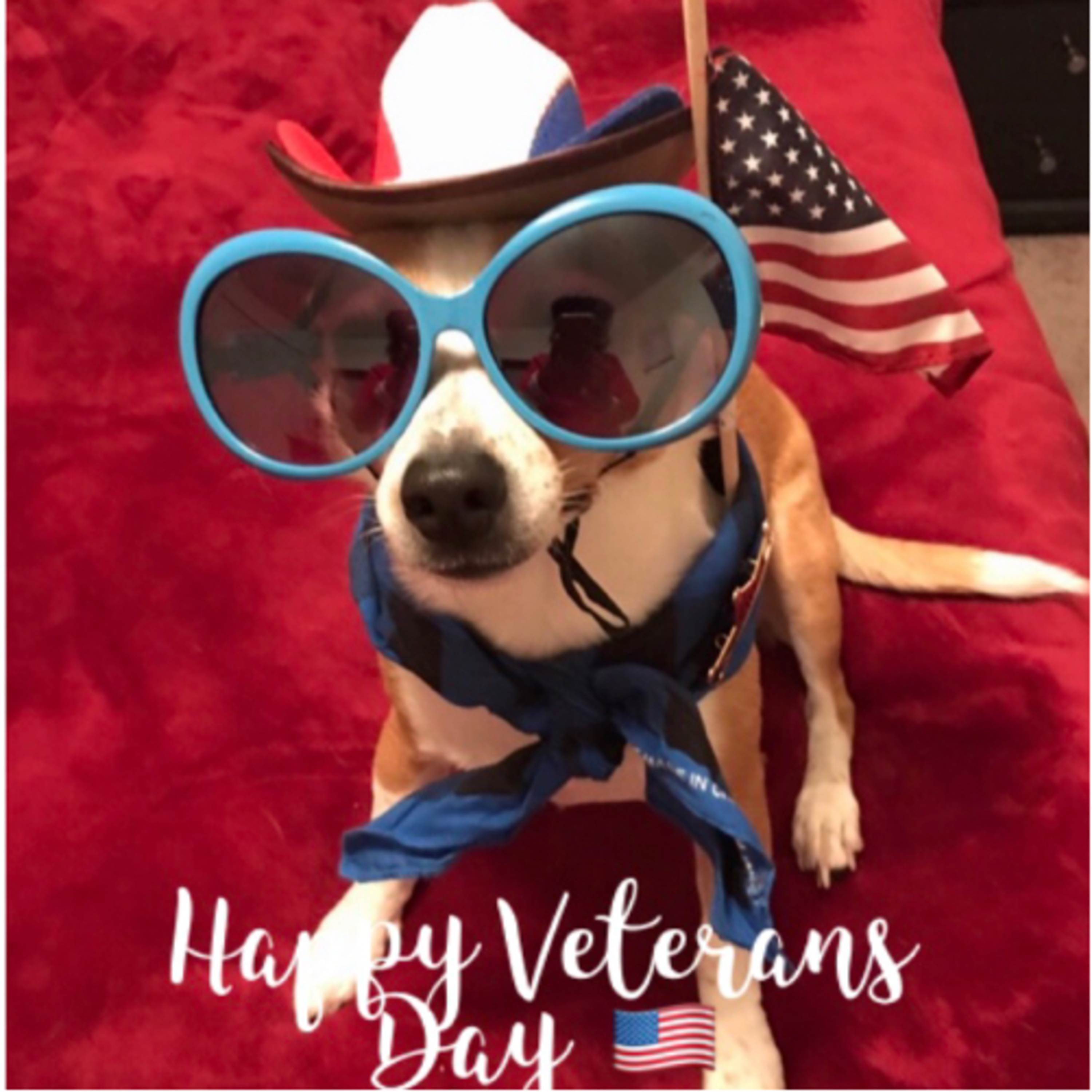💙🇺🇸❤️Happy Veterans Day💙🇺🇸❤️ episode artwork