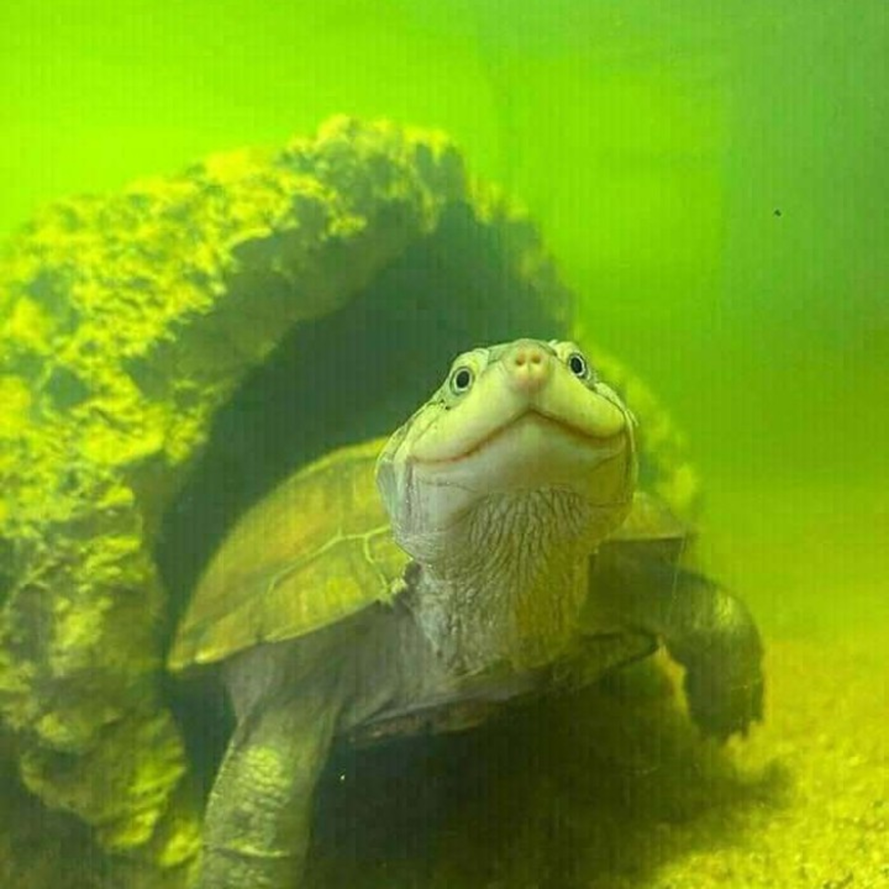 Resumen de cronicas de una muerte anunciada