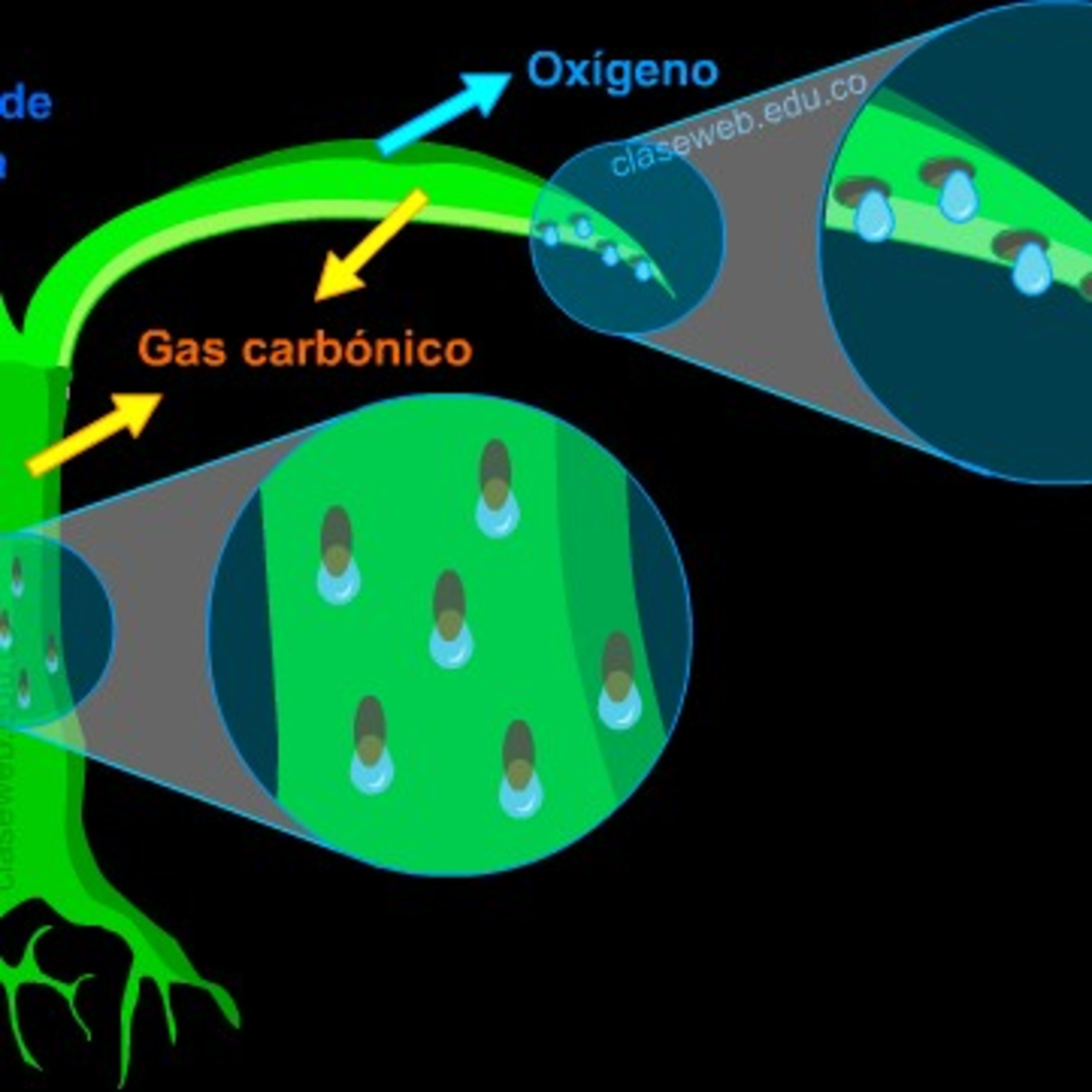 Excreción en las plantas 
