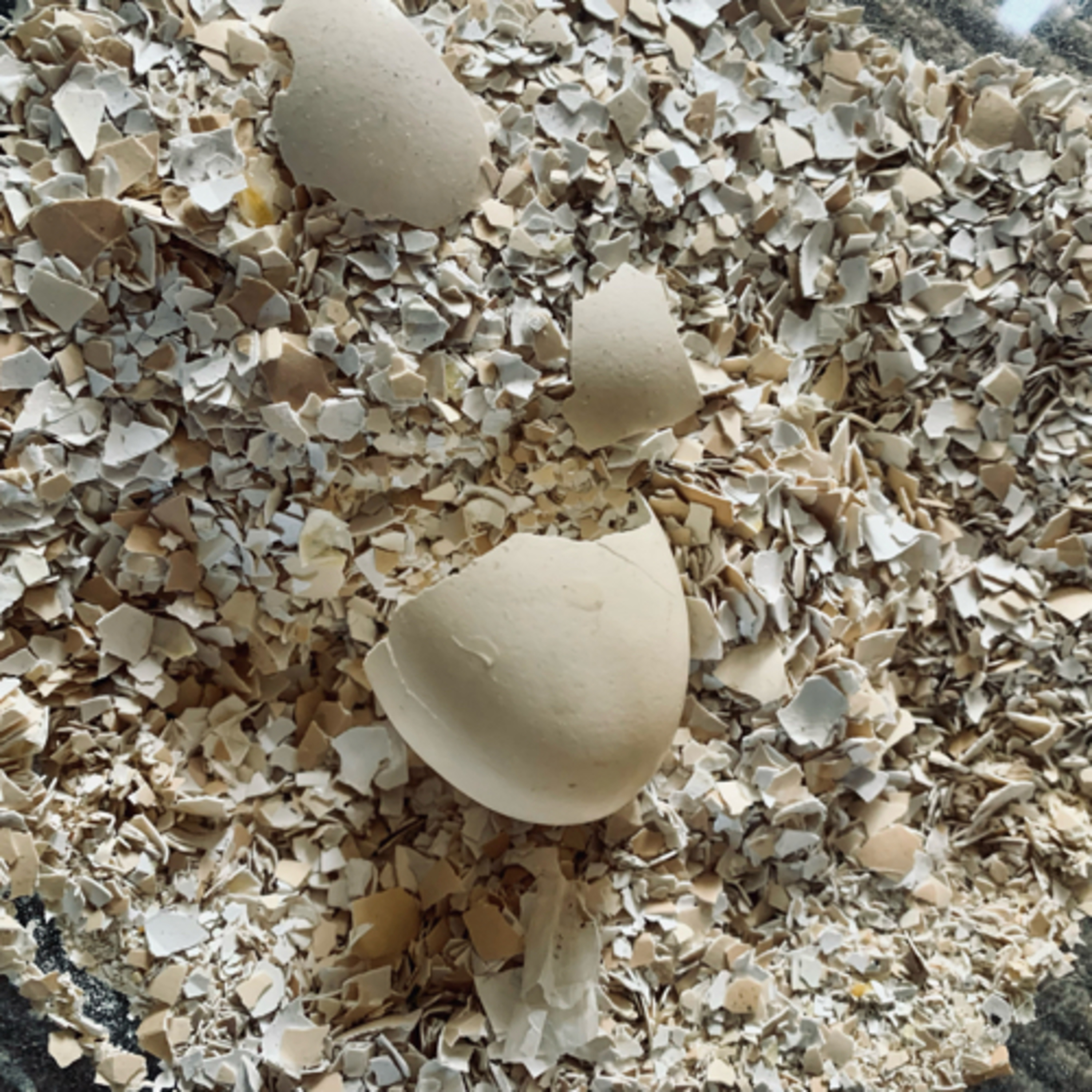 Fireside cooktop eggshell crackers for chooks  episode artwork