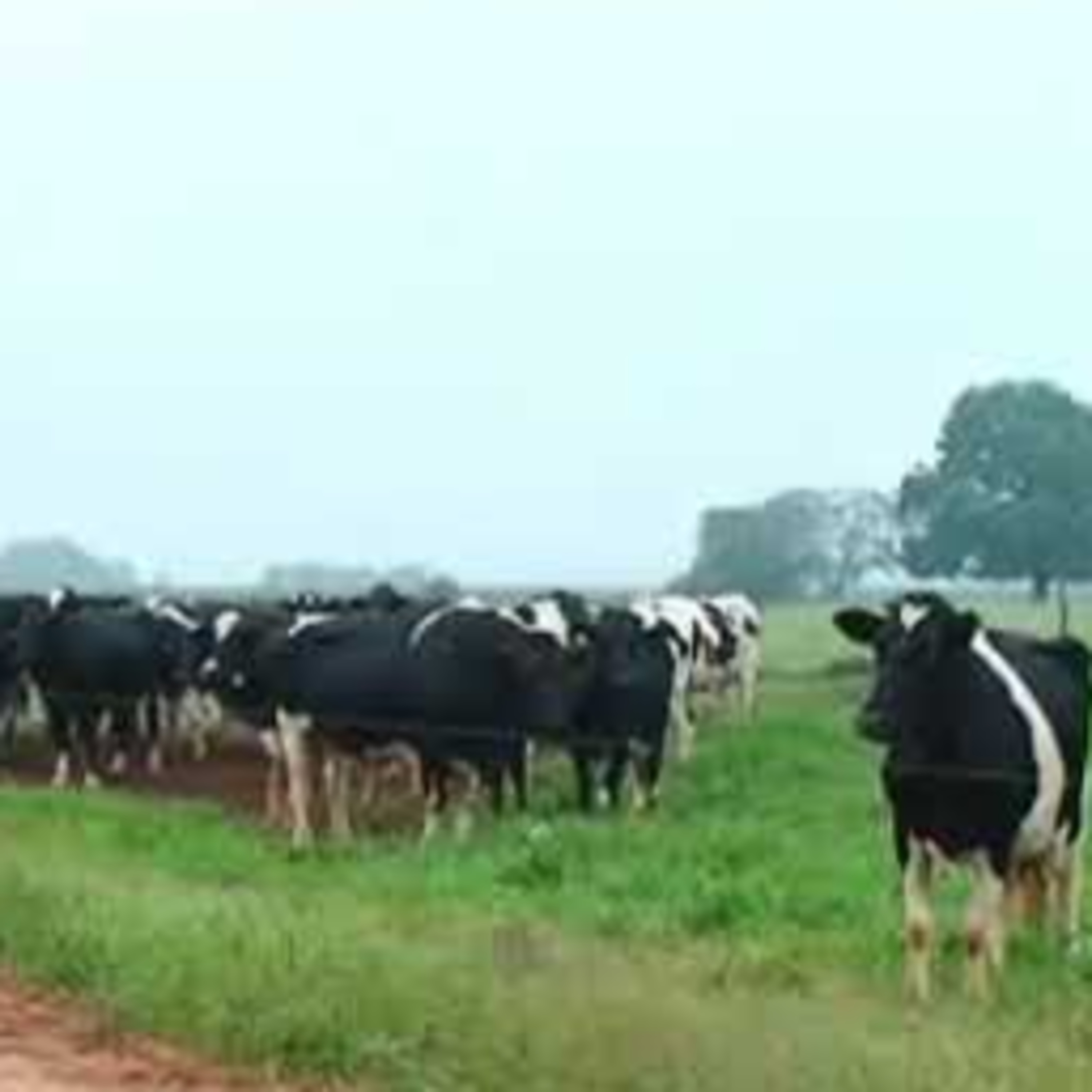Produtor de leite fatura R$ 15 mil por mês em área de 10 hectares!  episode artwork