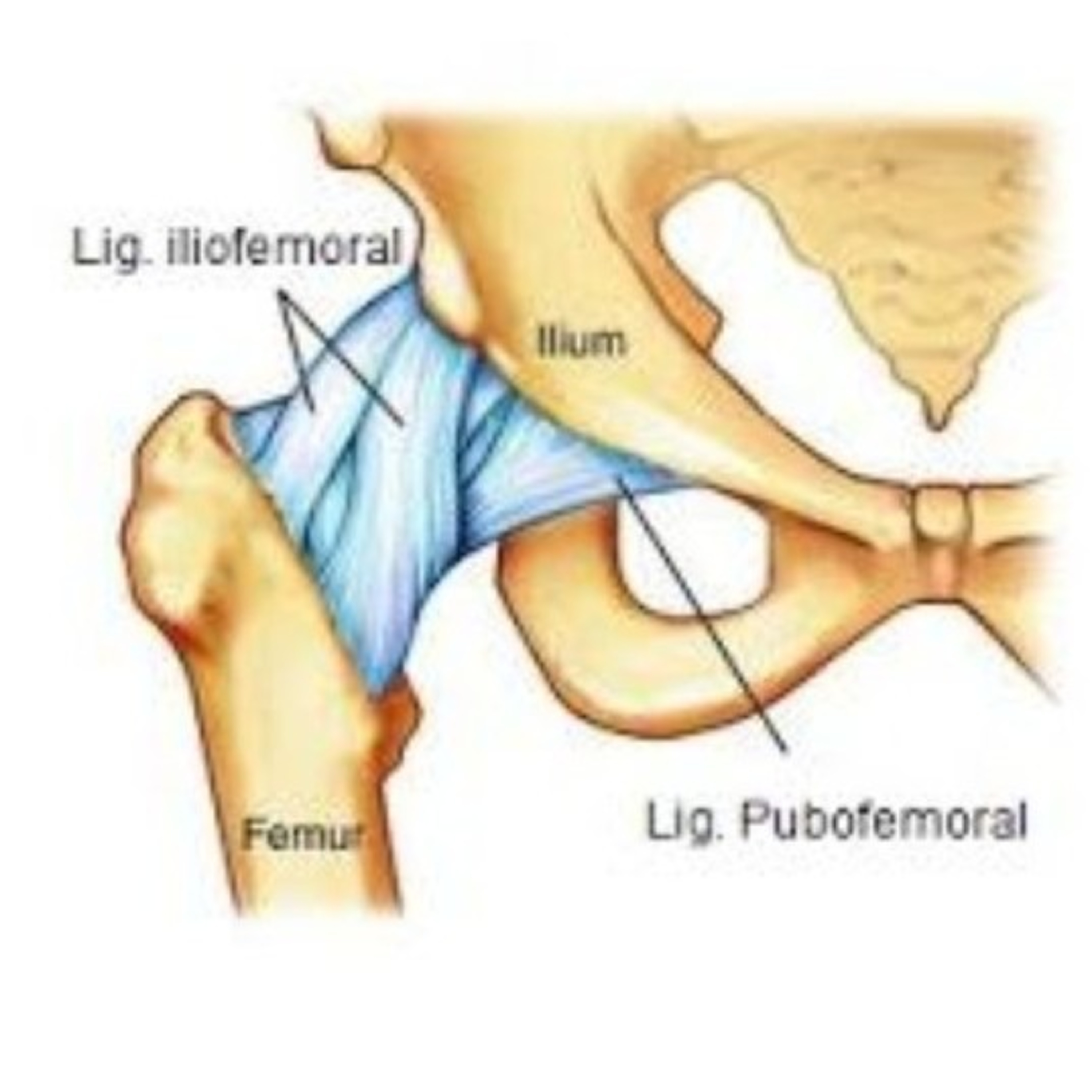 Fisioterapia