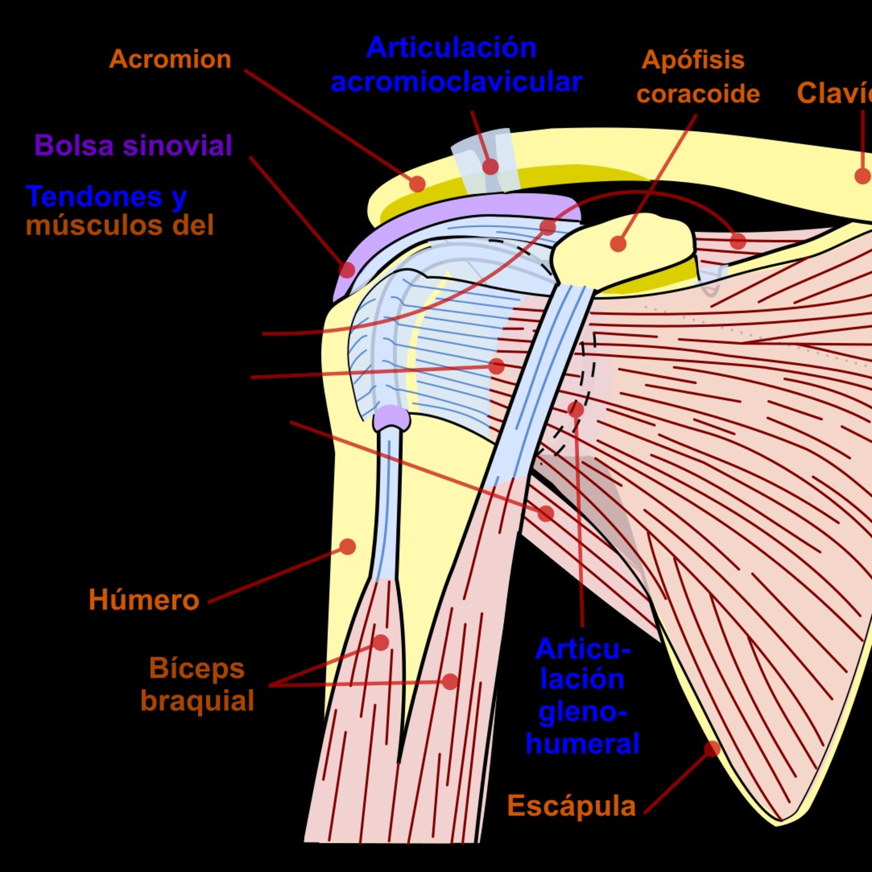 Fisioterapia