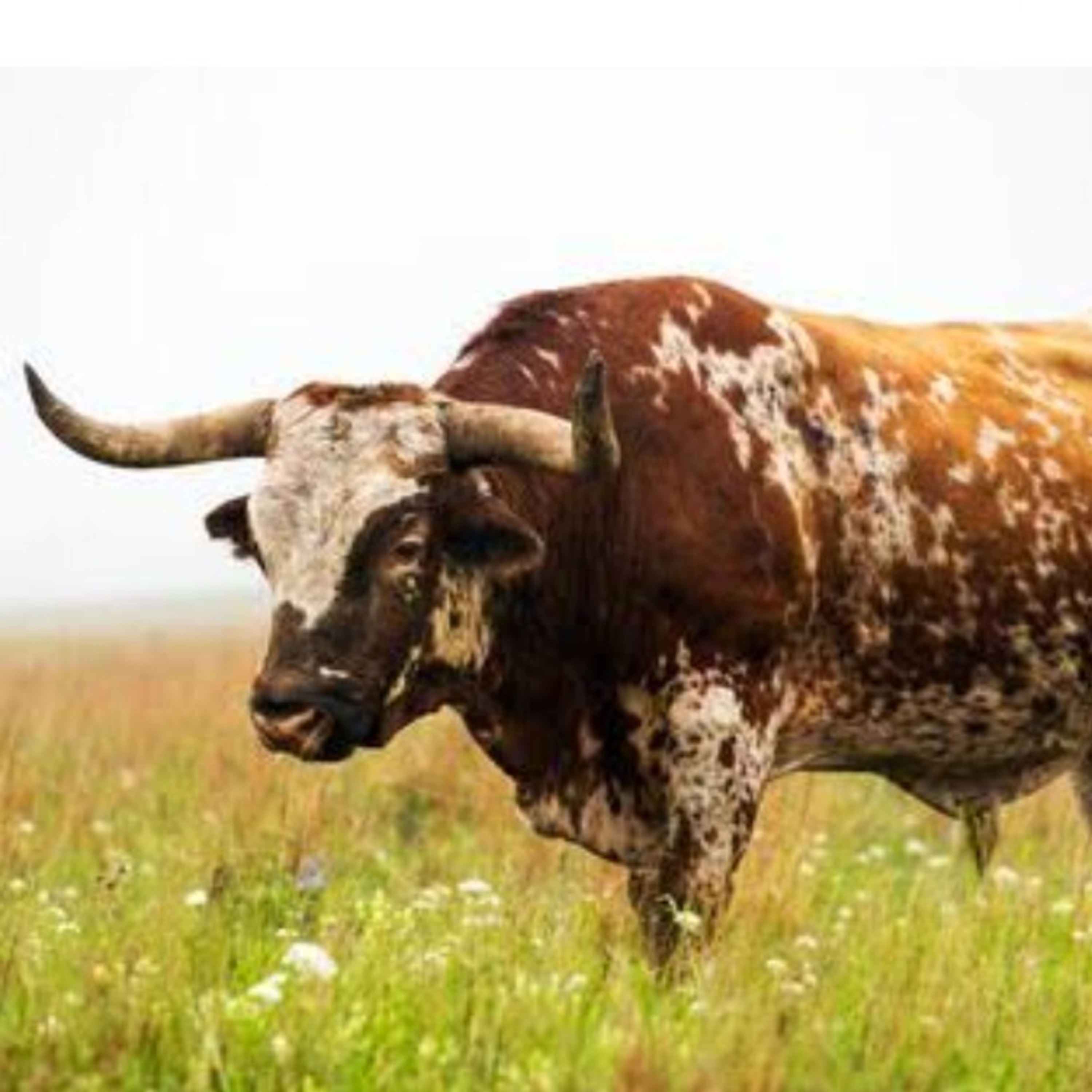 Soliloquio de un toro viejo