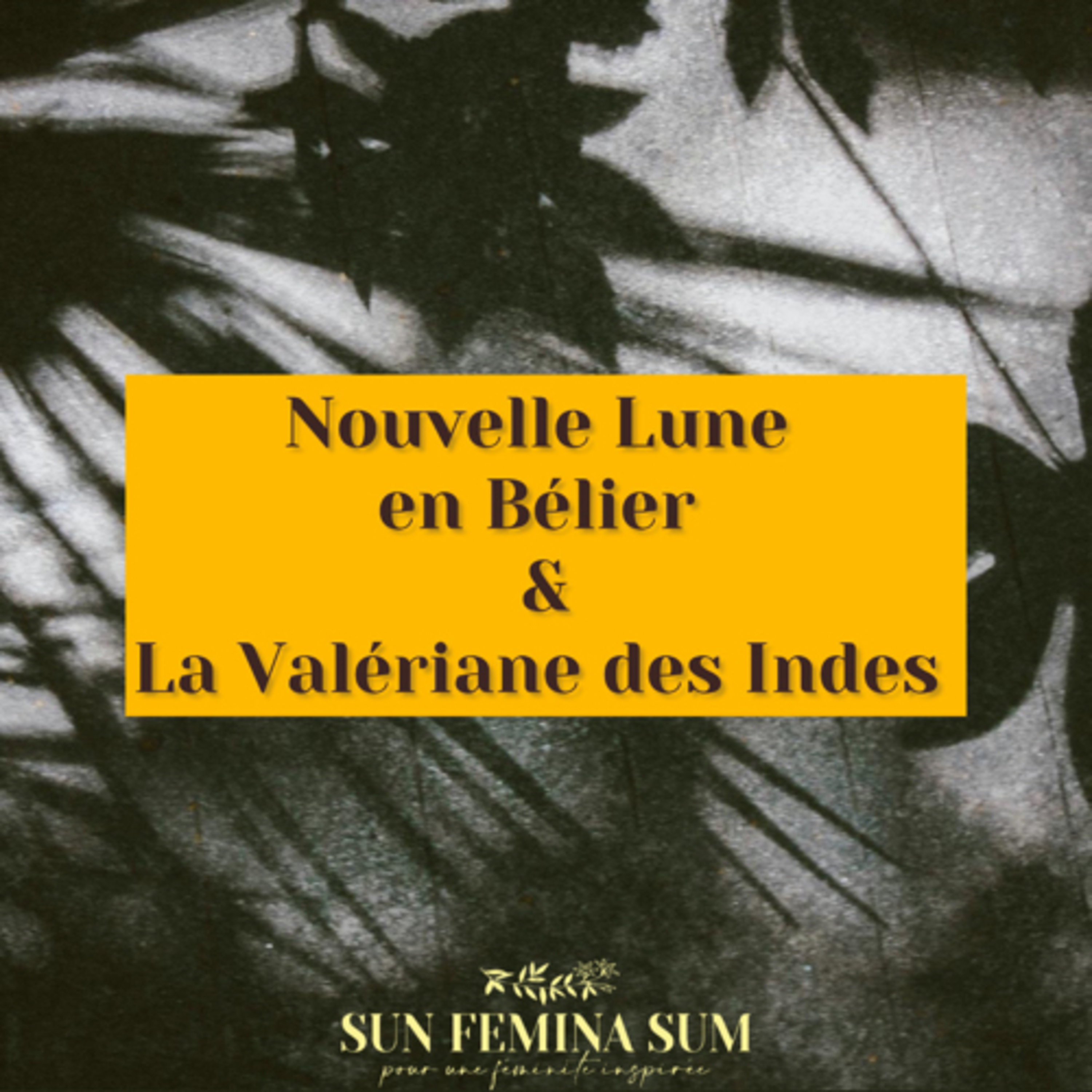 Nouvelle Lune en Bélier, Éclipse Solaire et la Valériane des Indes episode artwork