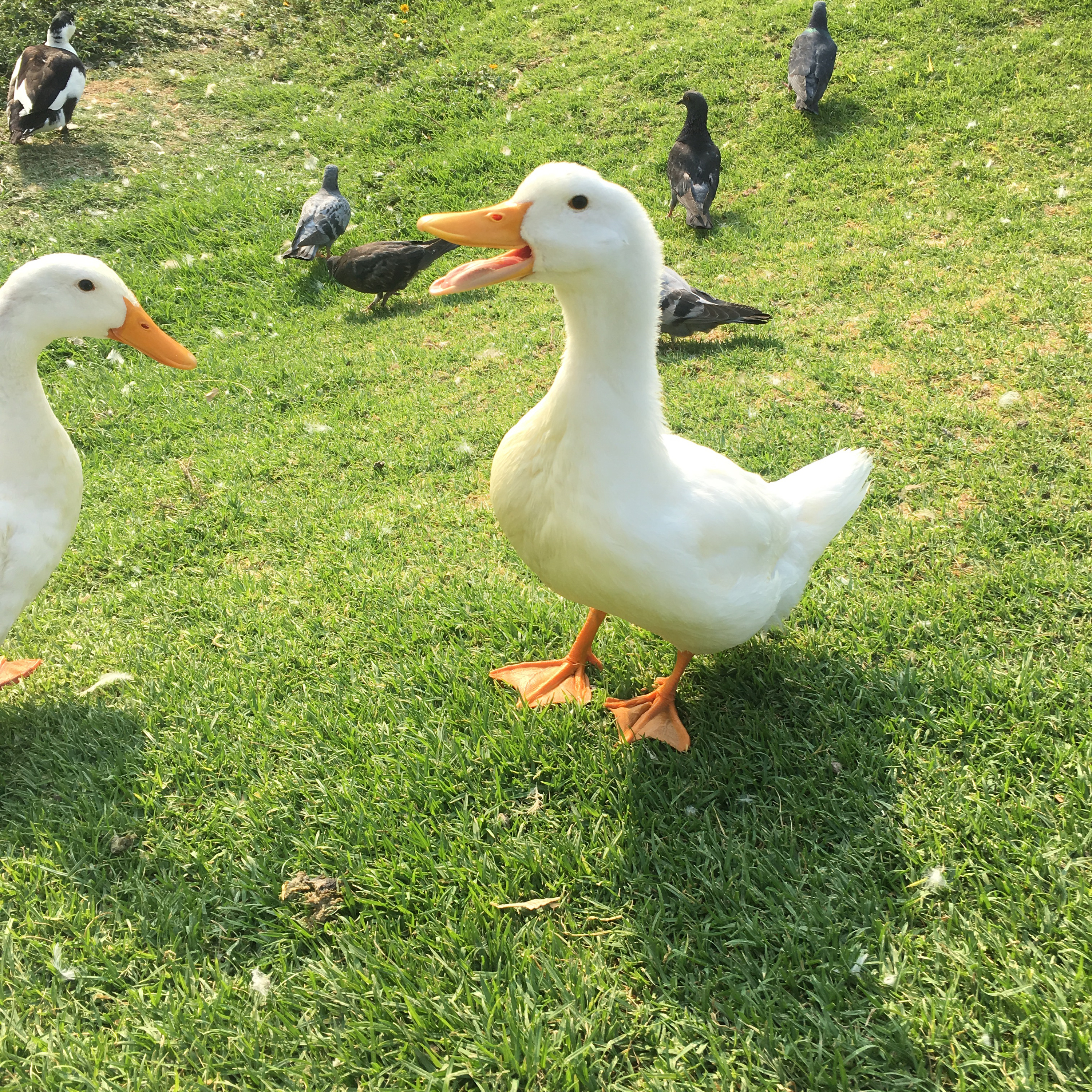 E3.5: In the Nature 🌳