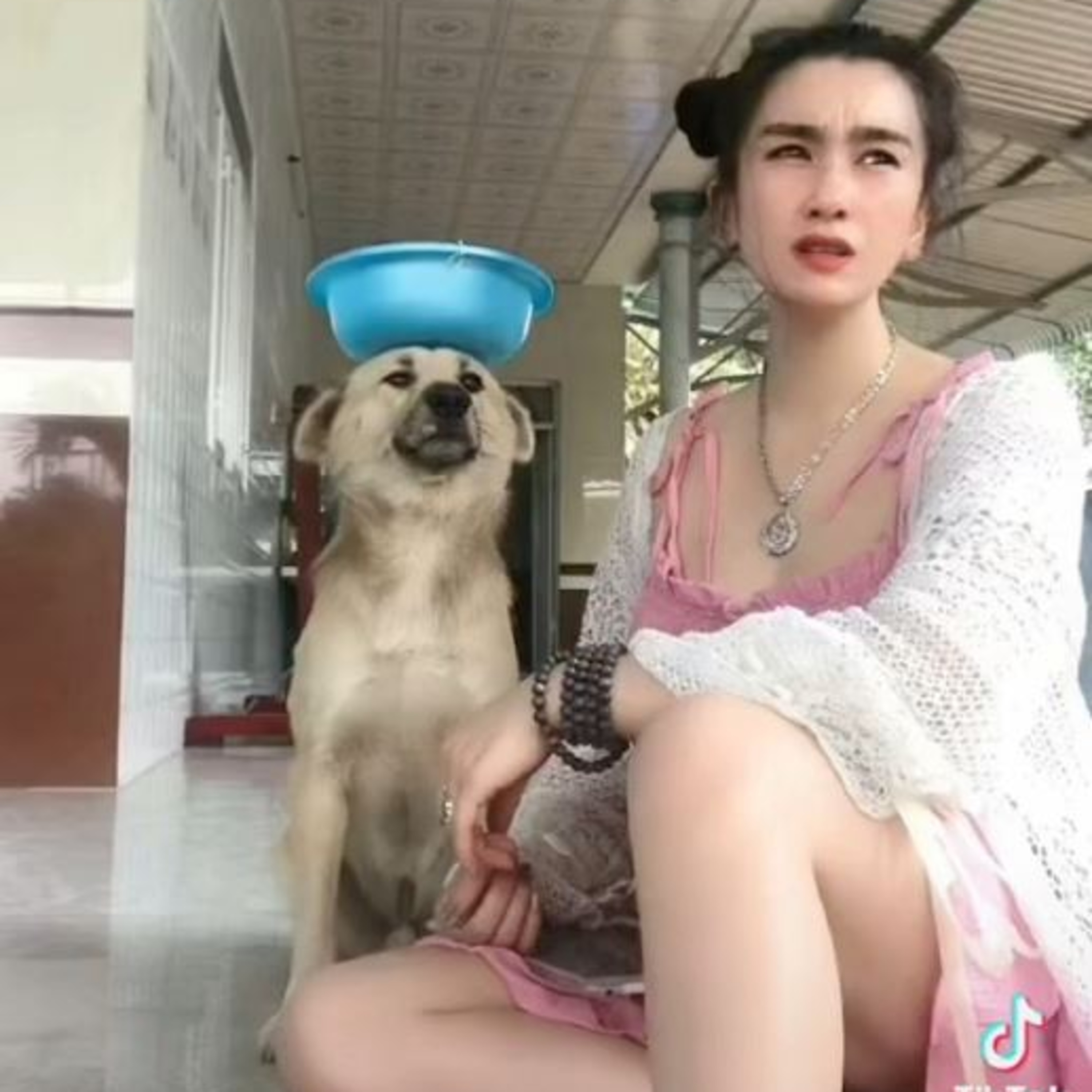 Vụ Củ Tỏi - chú chó nổi tiếng Tiktok bị mất tích: Đã có cập nhật mới episode artwork