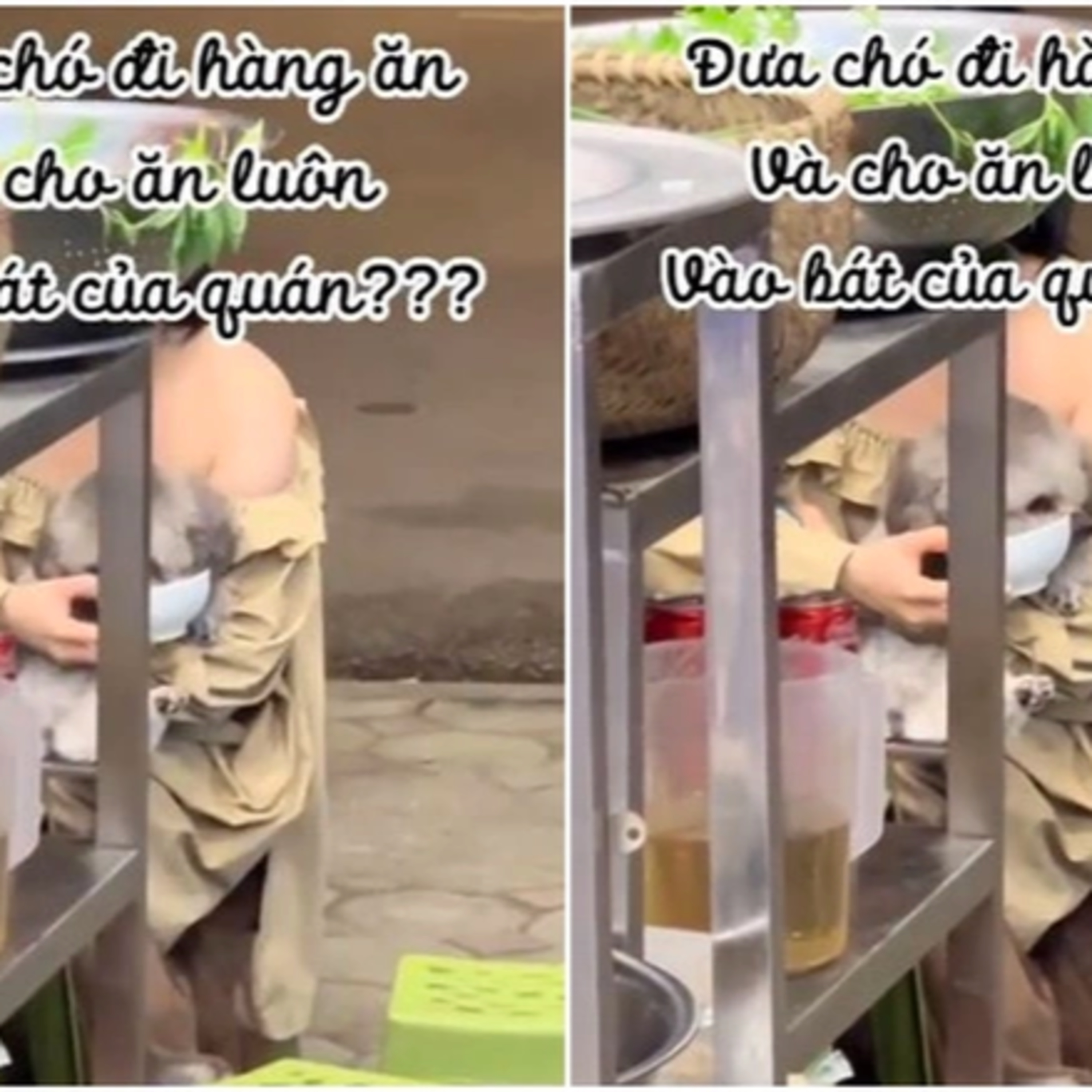 Cho chó cưng ăn uống trong bát nhà hàng, cô gái trẻ khiến netizen tranh cãi dữ dội episode artwork