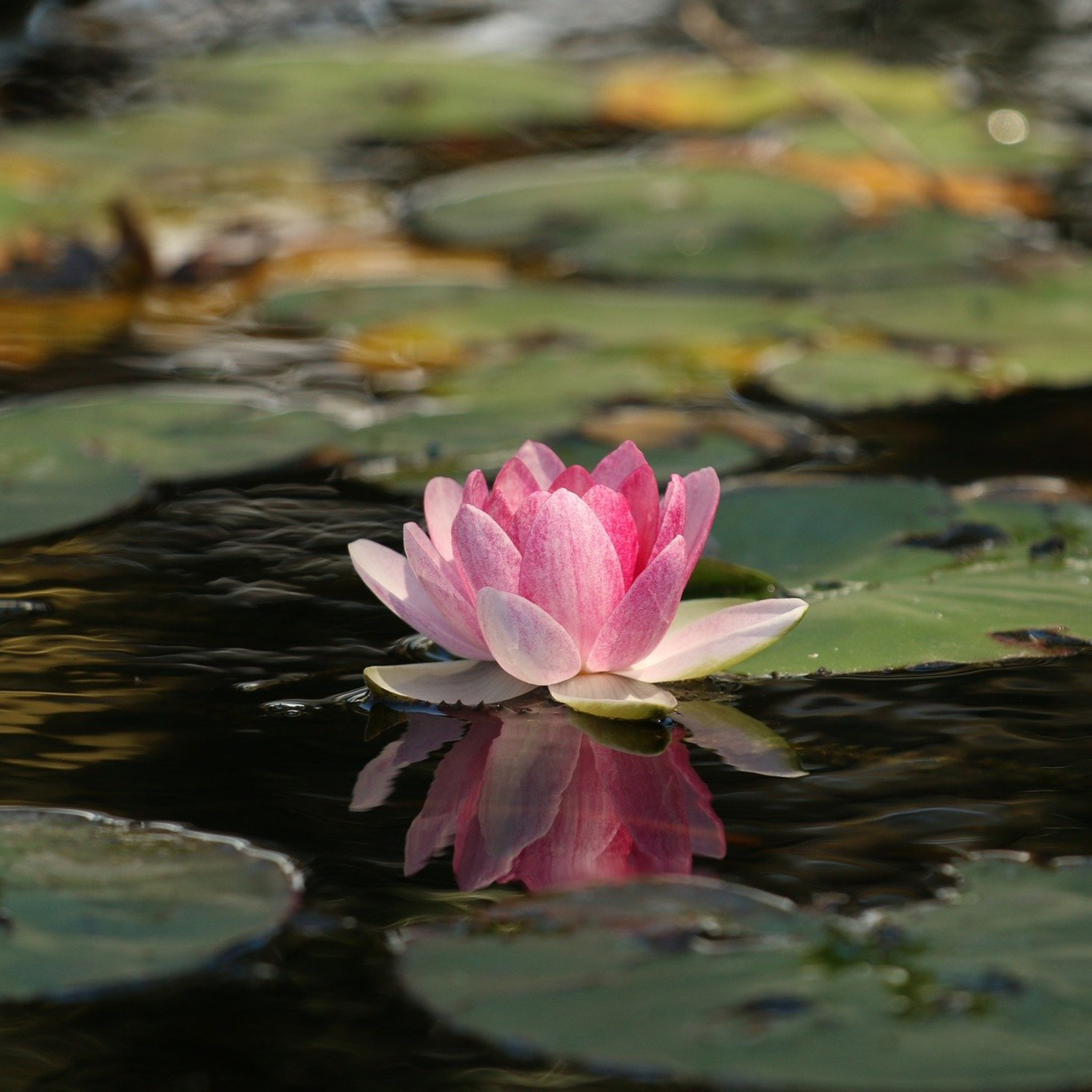 Meditación y Craneosacral, Método ASA