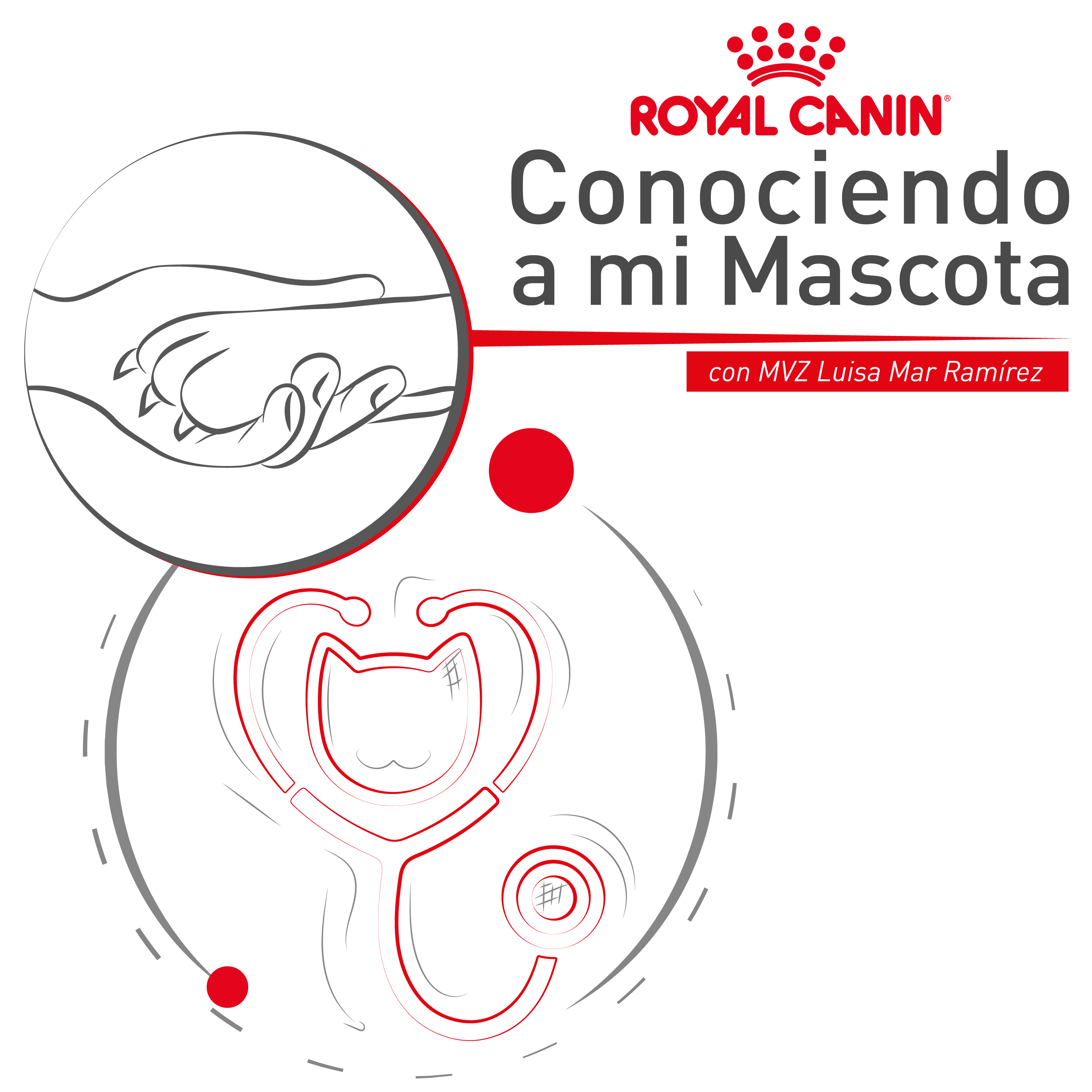 Lleva a tu gato al veterinario