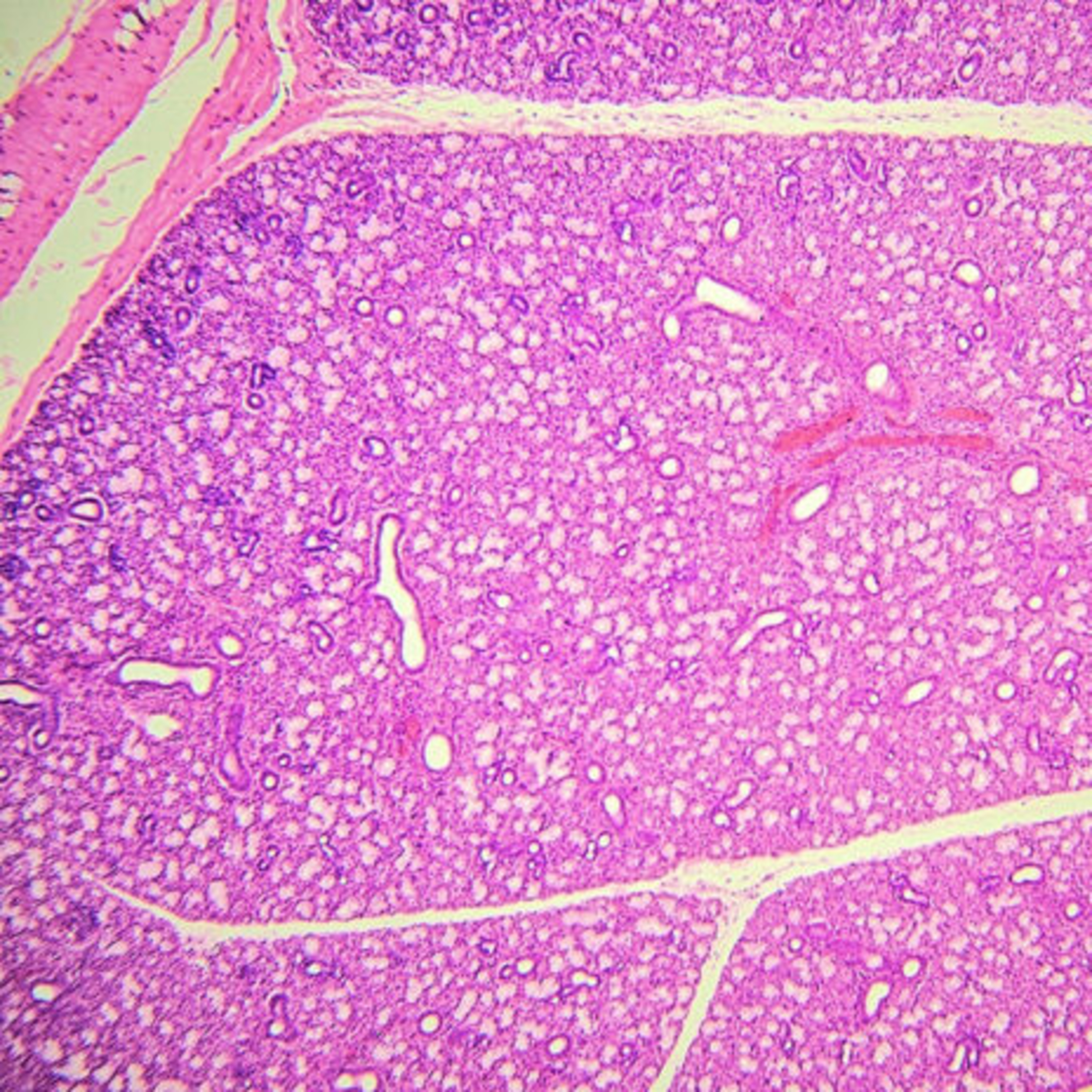 Today\'s RDH Dental Hygiene Podcast